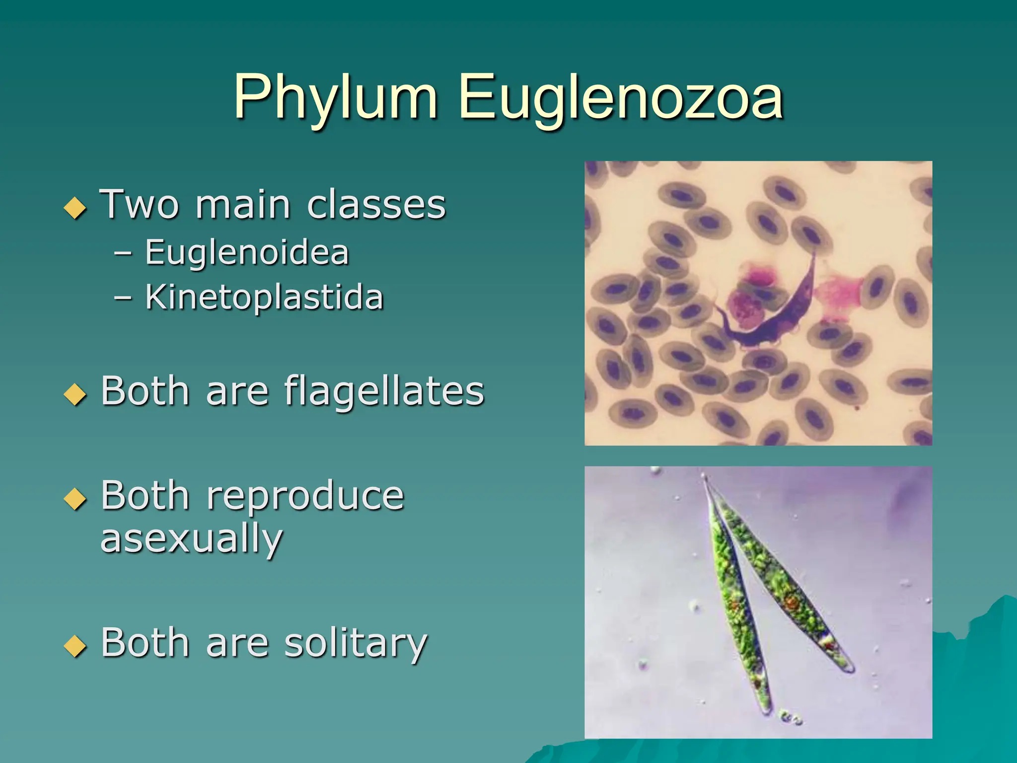 Phylum Euglenozoa
 Two main classes
– Euglenoidea
– Kinetoplastida
 Both are flagellates
 Both reproduce
asexually
 Both are solitary
 