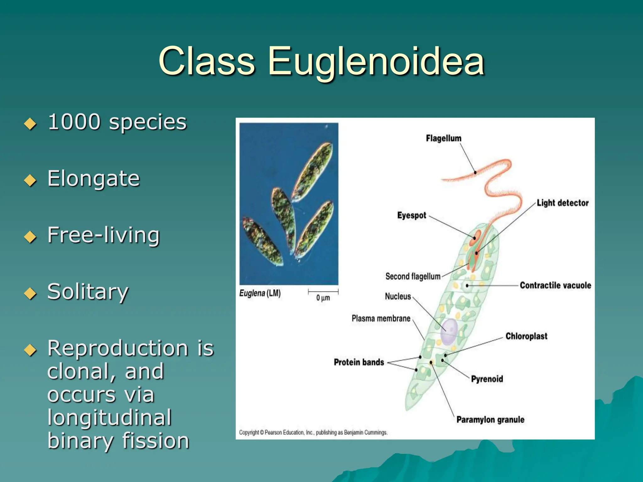 Class Euglenoidea
 1000 species
 Elongate
 Free-living
 Solitary
 Reproduction is
clonal, and
occurs via
longitudinal
binary fission
 