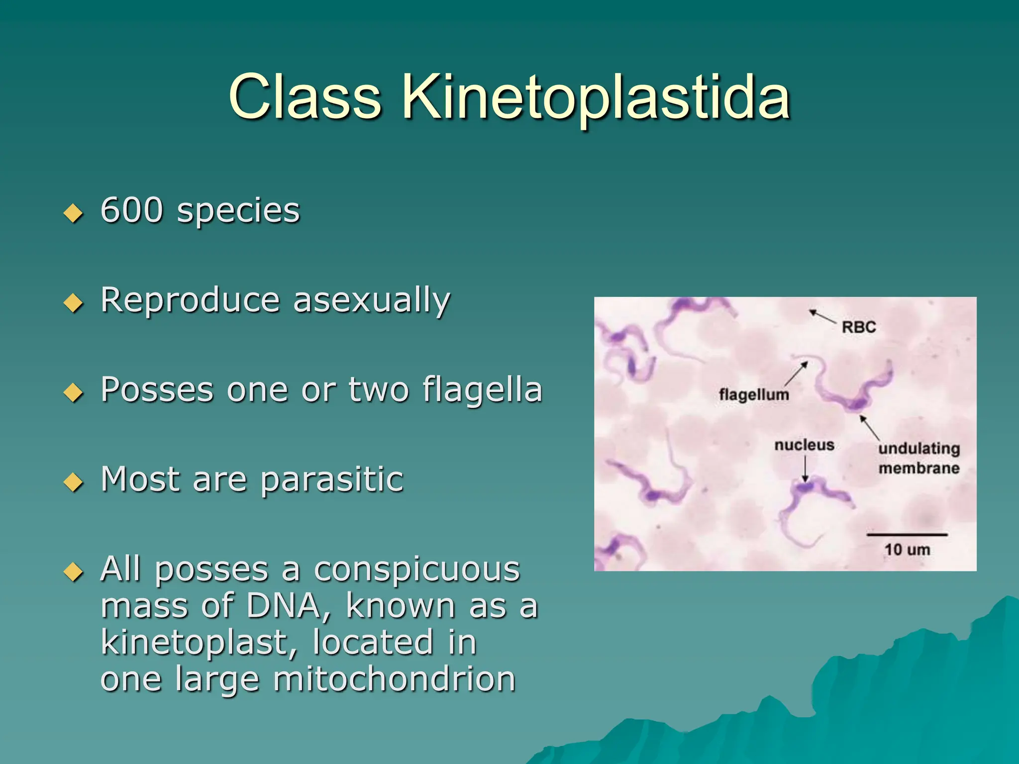 Class Kinetoplastida
 600 species
 Reproduce asexually
 Posses one or two flagella
 Most are parasitic
 All posses a conspicuous
mass of DNA, known as a
kinetoplast, located in
one large mitochondrion
 