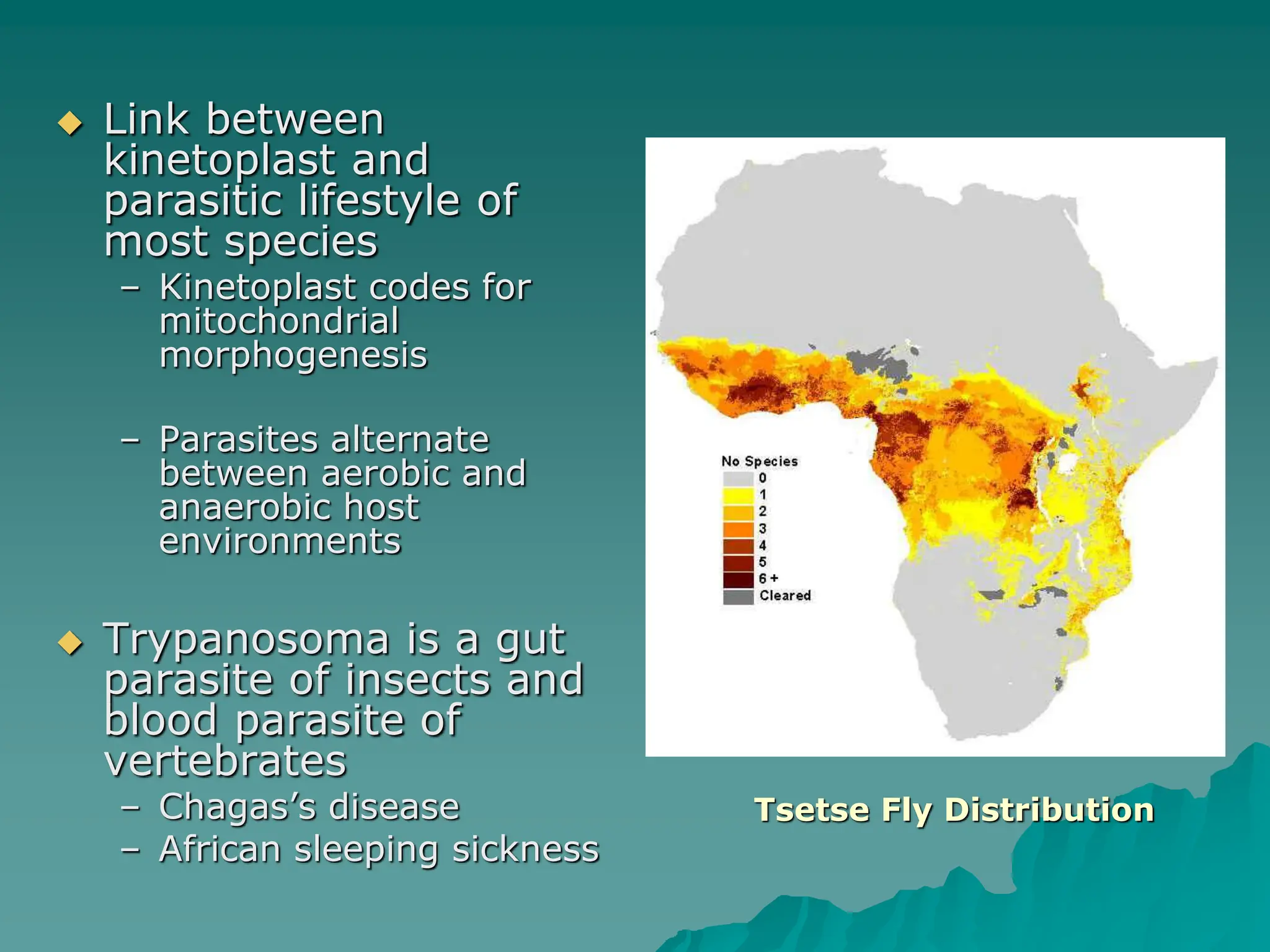  Link between
kinetoplast and
parasitic lifestyle of
most species
– Kinetoplast codes for
mitochondrial
morphogenesis
– Parasites alternate
between aerobic and
anaerobic host
environments
 Trypanosoma is a gut
parasite of insects and
blood parasite of
vertebrates
– Chagas’s disease
– African sleeping sickness
Tsetse Fly Distribution
 
