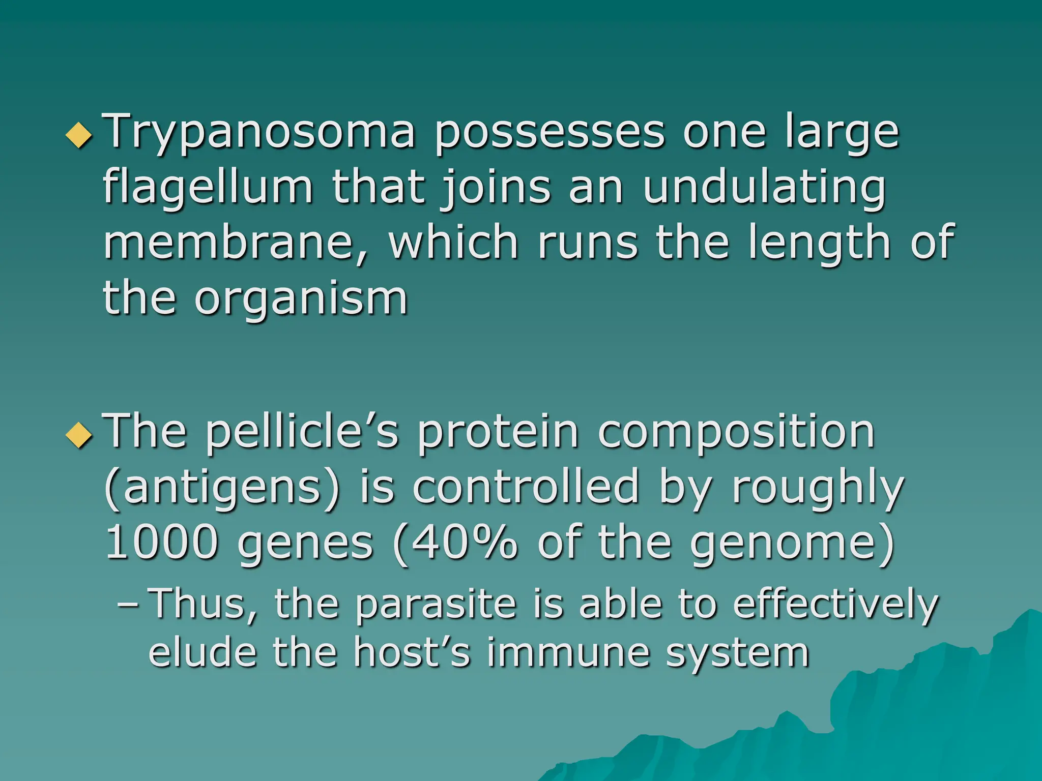  Trypanosoma possesses one large
flagellum that joins an undulating
membrane, which runs the length of
the organism
 The pellicle’s protein composition
(antigens) is controlled by roughly
1000 genes (40% of the genome)
– Thus, the parasite is able to effectively
elude the host’s immune system
 