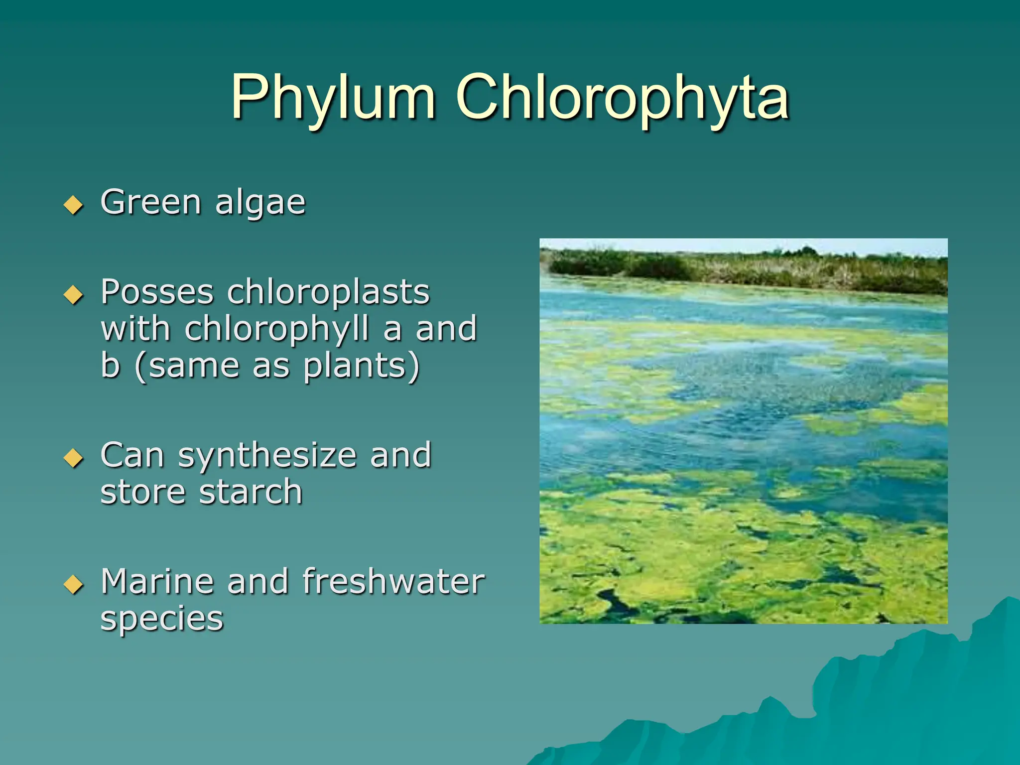 Phylum Chlorophyta
 Green algae
 Posses chloroplasts
with chlorophyll a and
b (same as plants)
 Can synthesize and
store starch
 Marine and freshwater
species
 