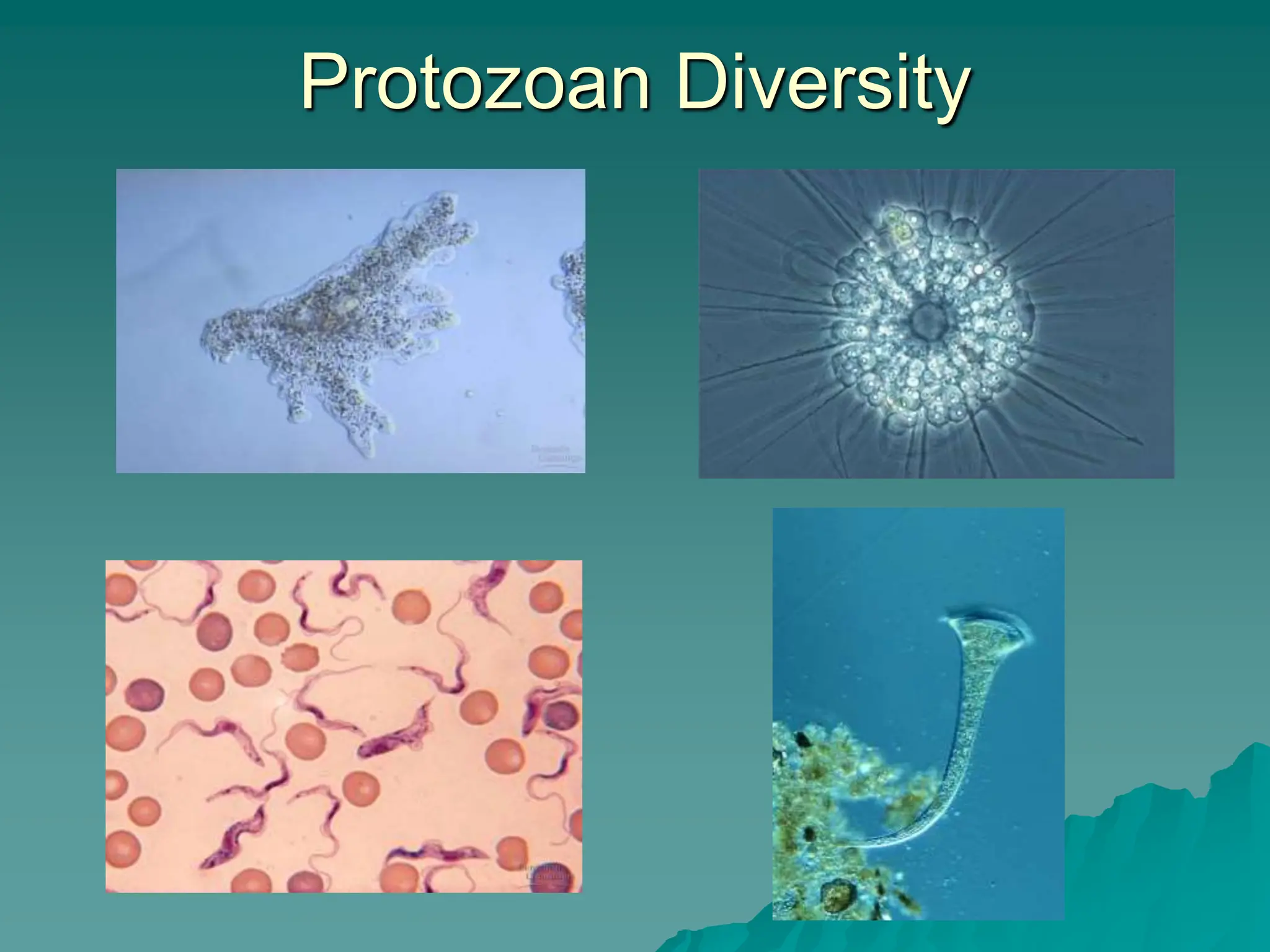 Protozoan Diversity
 