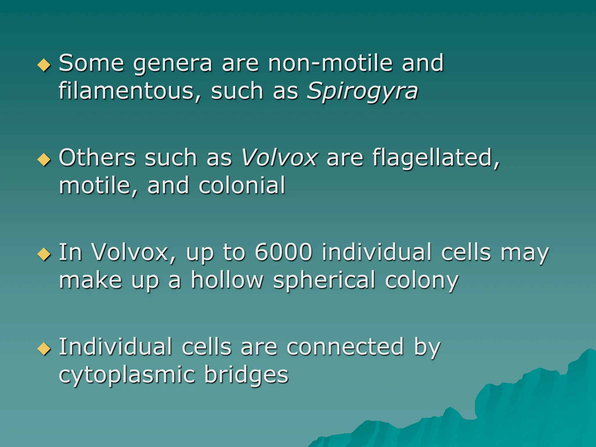  Some genera are non-motile and
filamentous, such as Spirogyra
 Others such as Volvox are flagellated,
motile, and colonial
 In Volvox, up to 6000 individual cells may
make up a hollow spherical colony
 Individual cells are connected by
cytoplasmic bridges
 