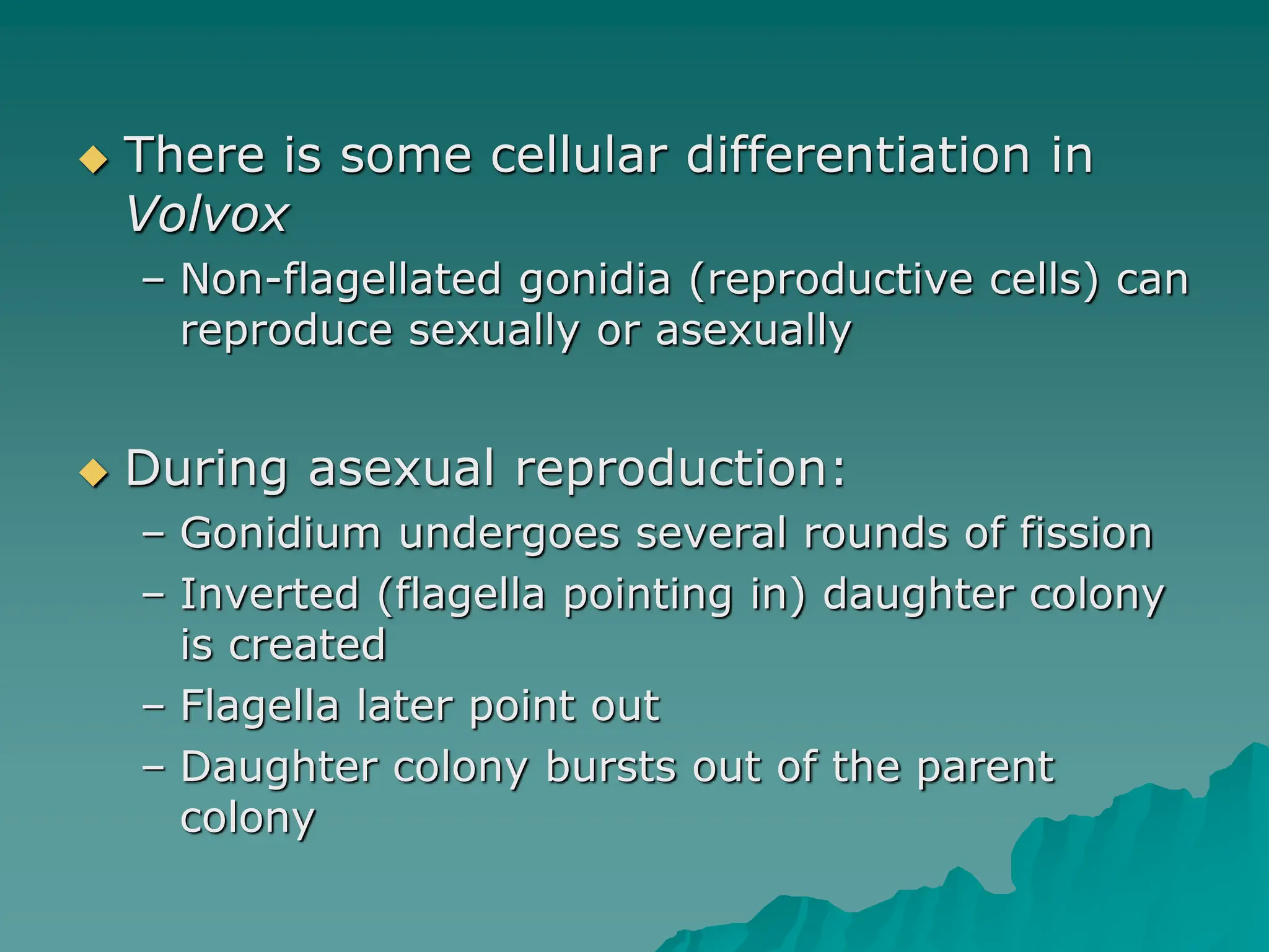  There is some cellular differentiation in
Volvox
– Non-flagellated gonidia (reproductive cells) can
reproduce sexually or asexually
 During asexual reproduction:
– Gonidium undergoes several rounds of fission
– Inverted (flagella pointing in) daughter colony
is created
– Flagella later point out
– Daughter colony bursts out of the parent
colony
 