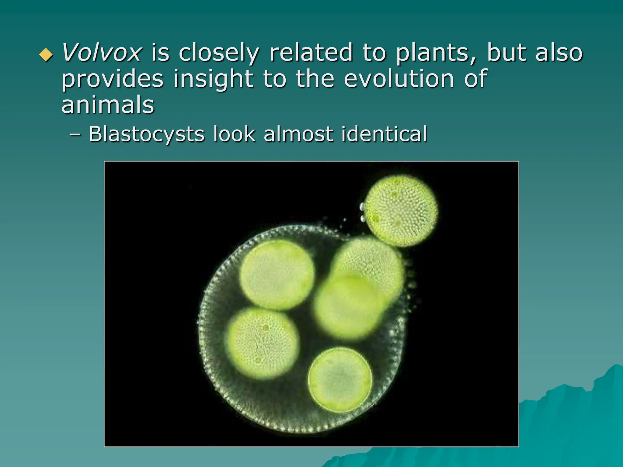  Volvox is closely related to plants, but also
provides insight to the evolution of
animals
– Blastocysts look almost identical
 