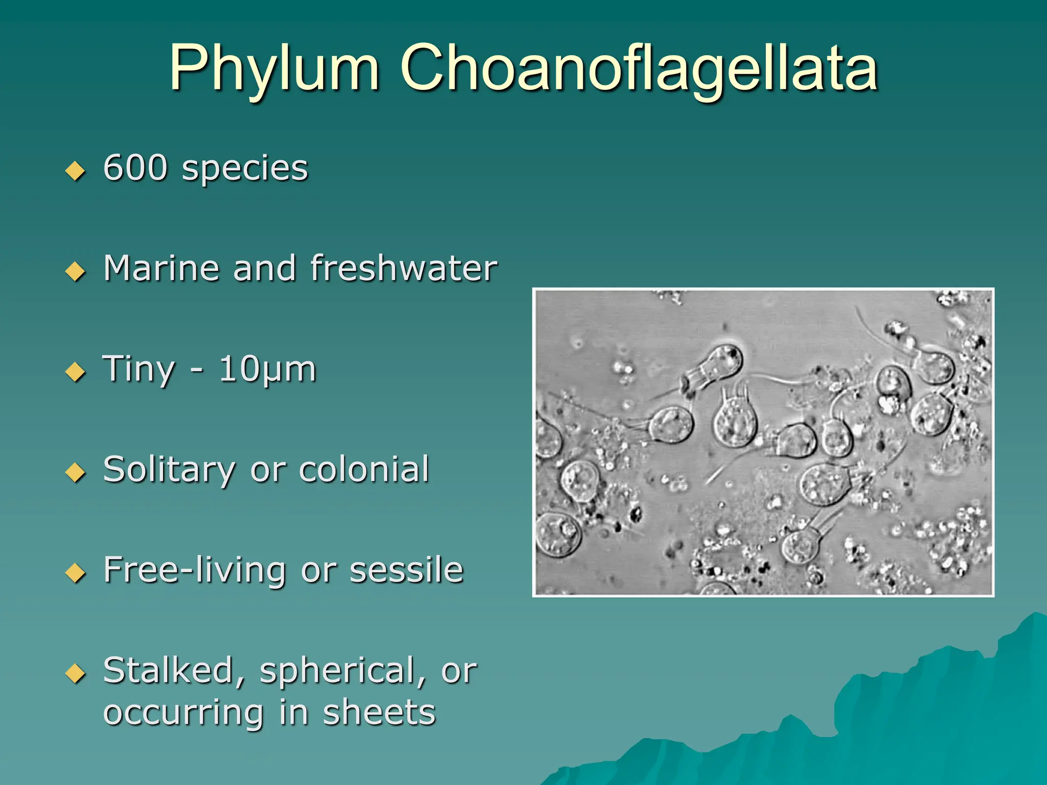 Phylum Choanoflagellata
 600 species
 Marine and freshwater
 Tiny - 10µm
 Solitary or colonial
 Free-living or sessile
 Stalked, spherical, or
occurring in sheets
 
