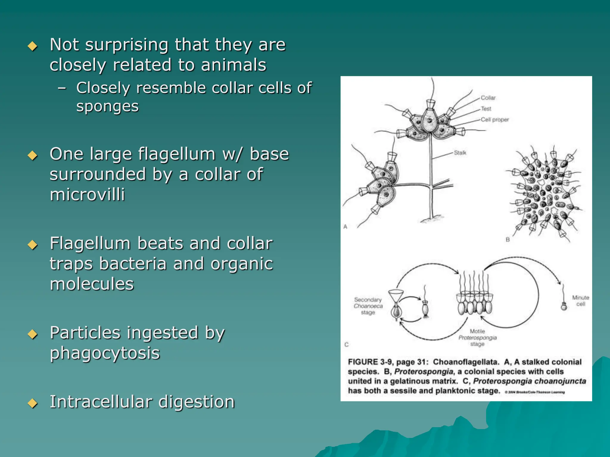  Not surprising that they are
closely related to animals
– Closely resemble collar cells of
sponges
 One large flagellum w/ base
surrounded by a collar of
microvilli
 Flagellum beats and collar
traps bacteria and organic
molecules
 Particles ingested by
phagocytosis
 Intracellular digestion
 