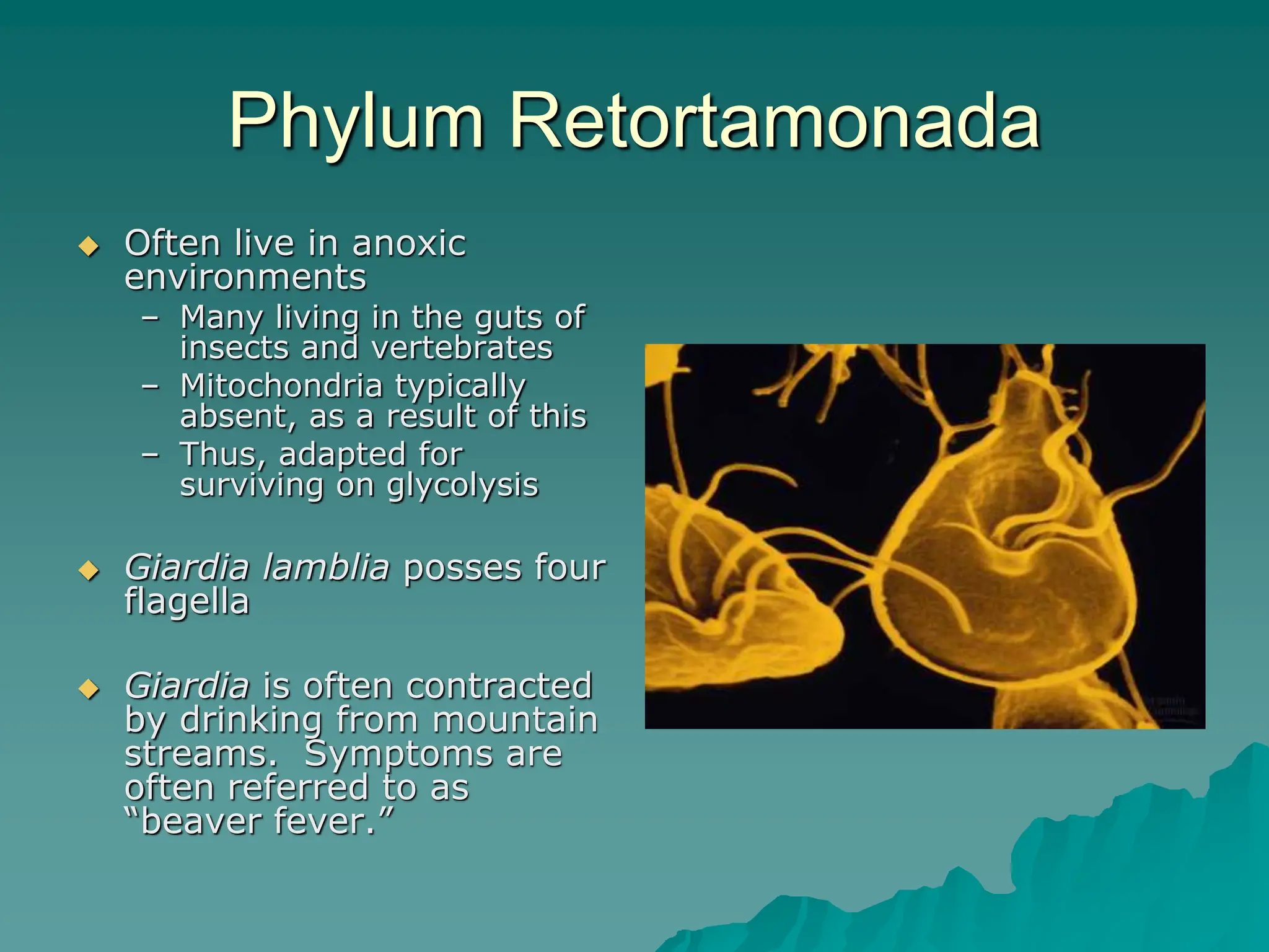 Phylum Retortamonada
 Often live in anoxic
environments
– Many living in the guts of
insects and vertebrates
– Mitochondria typically
absent, as a result of this
– Thus, adapted for
surviving on glycolysis
 Giardia lamblia posses four
flagella
 Giardia is often contracted
by drinking from mountain
streams. Symptoms are
often referred to as
“beaver fever.”
 