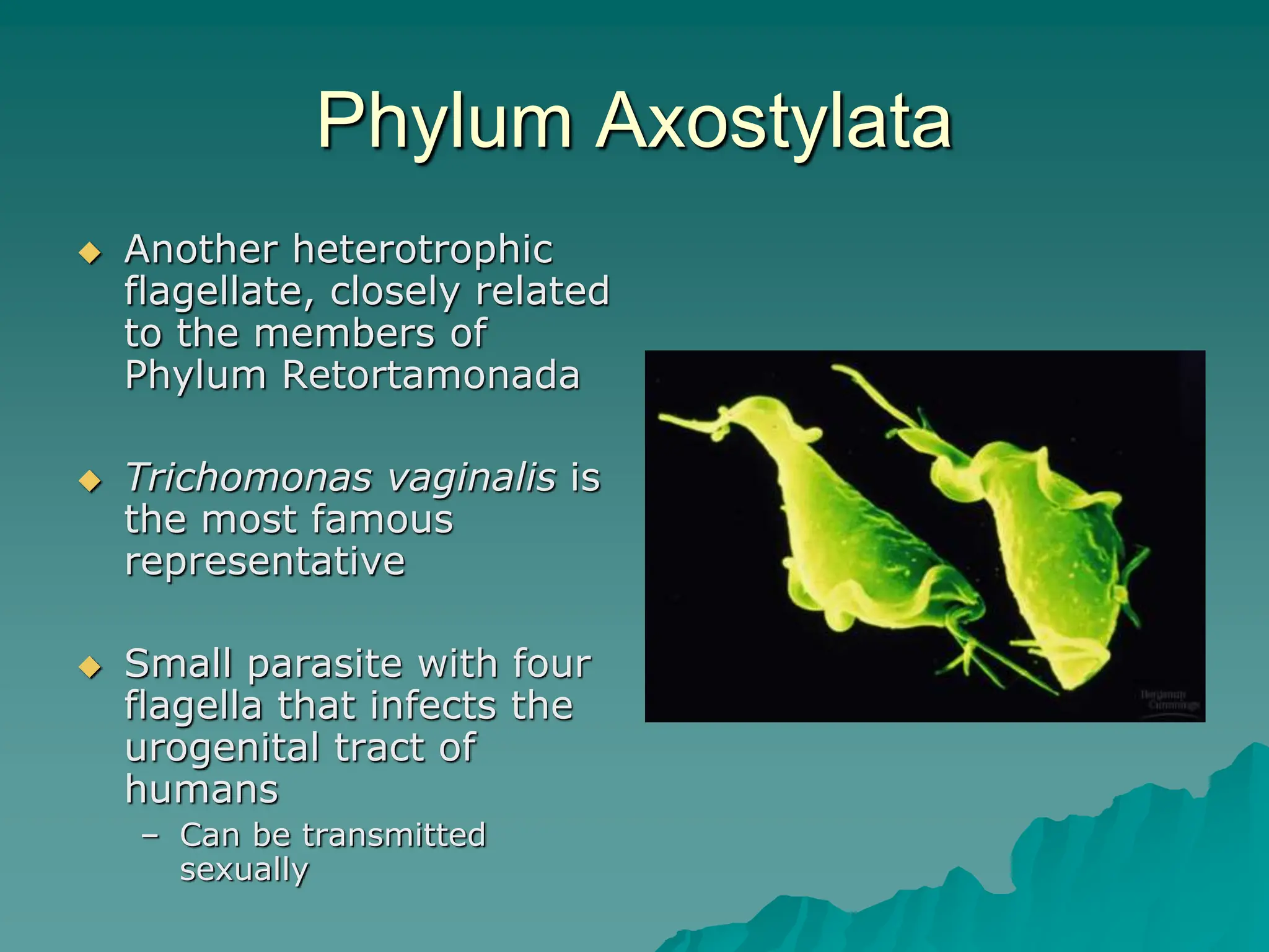 Phylum Axostylata
 Another heterotrophic
flagellate, closely related
to the members of
Phylum Retortamonada
 Trichomonas vaginalis is
the most famous
representative
 Small parasite with four
flagella that infects the
urogenital tract of
humans
– Can be transmitted
sexually
 