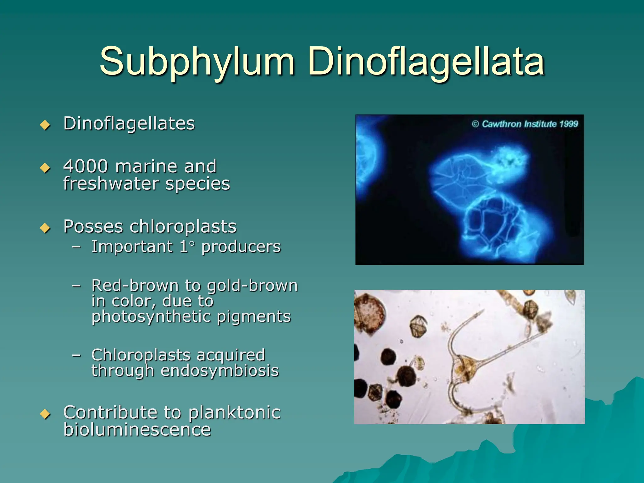 Subphylum Dinoflagellata
 Dinoflagellates
 4000 marine and
freshwater species
 Posses chloroplasts
– Important 1° producers
– Red-brown to gold-brown
in color, due to
photosynthetic pigments
– Chloroplasts acquired
through endosymbiosis
 Contribute to planktonic
bioluminescence
 