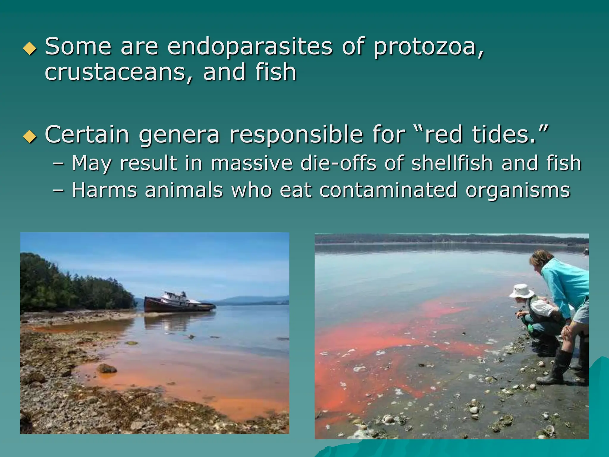  Some are endoparasites of protozoa,
crustaceans, and fish
 Certain genera responsible for “red tides.”
– May result in massive die-offs of shellfish and fish
– Harms animals who eat contaminated organisms
 