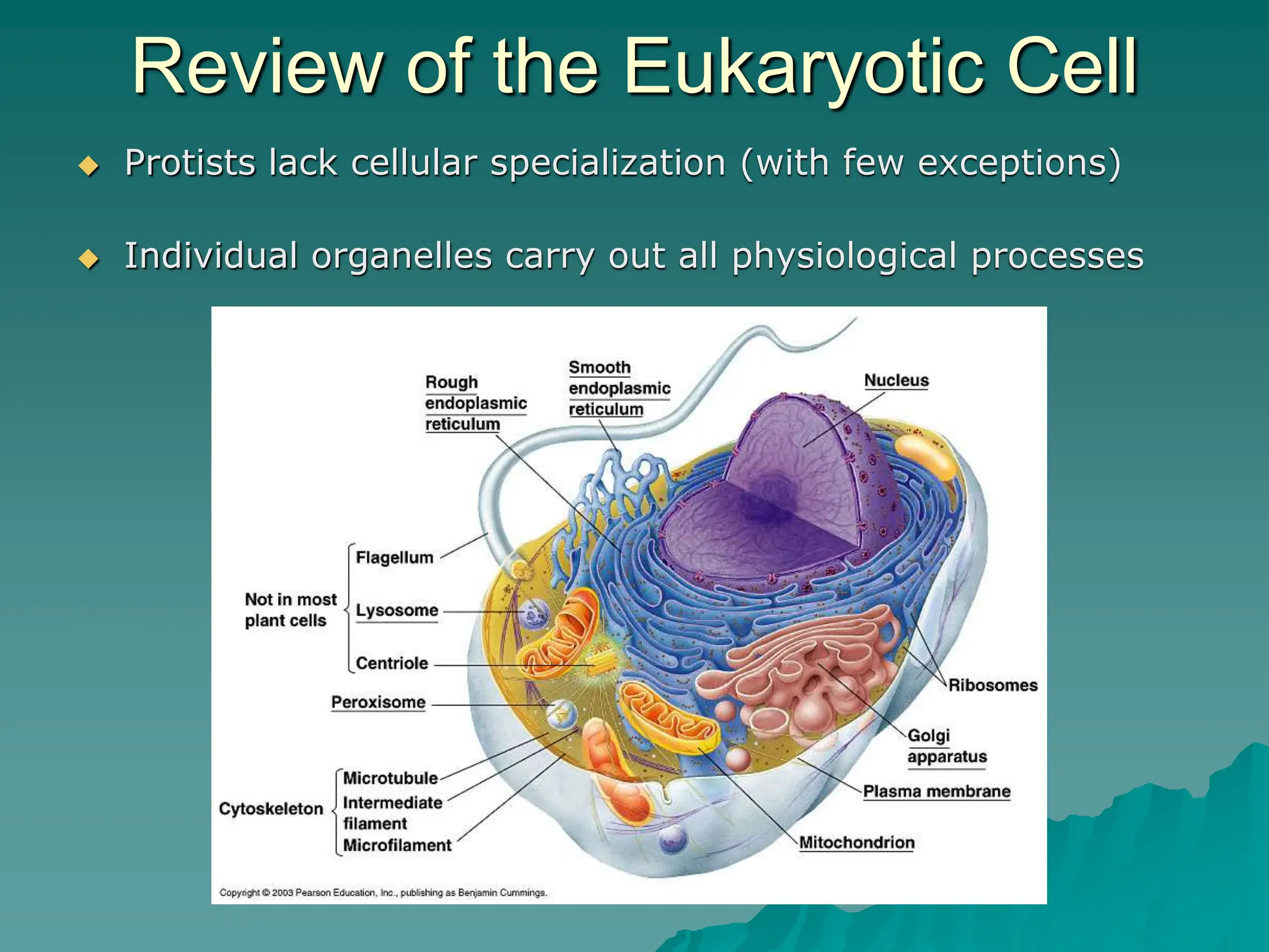 Review of the Eukaryotic Cell
 Protists lack cellular specialization (with few exceptions)
 Individual organelles carry out all physiological processes
 