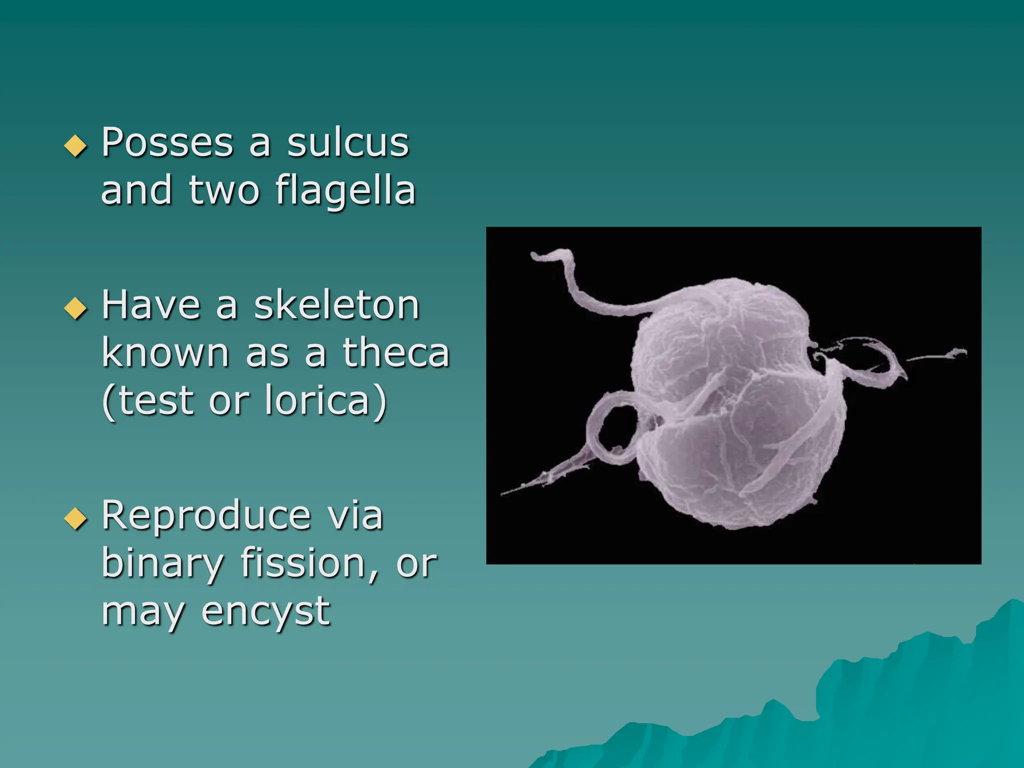  Posses a sulcus
and two flagella
 Have a skeleton
known as a theca
(test or lorica)
 Reproduce via
binary fission, or
may encyst
 