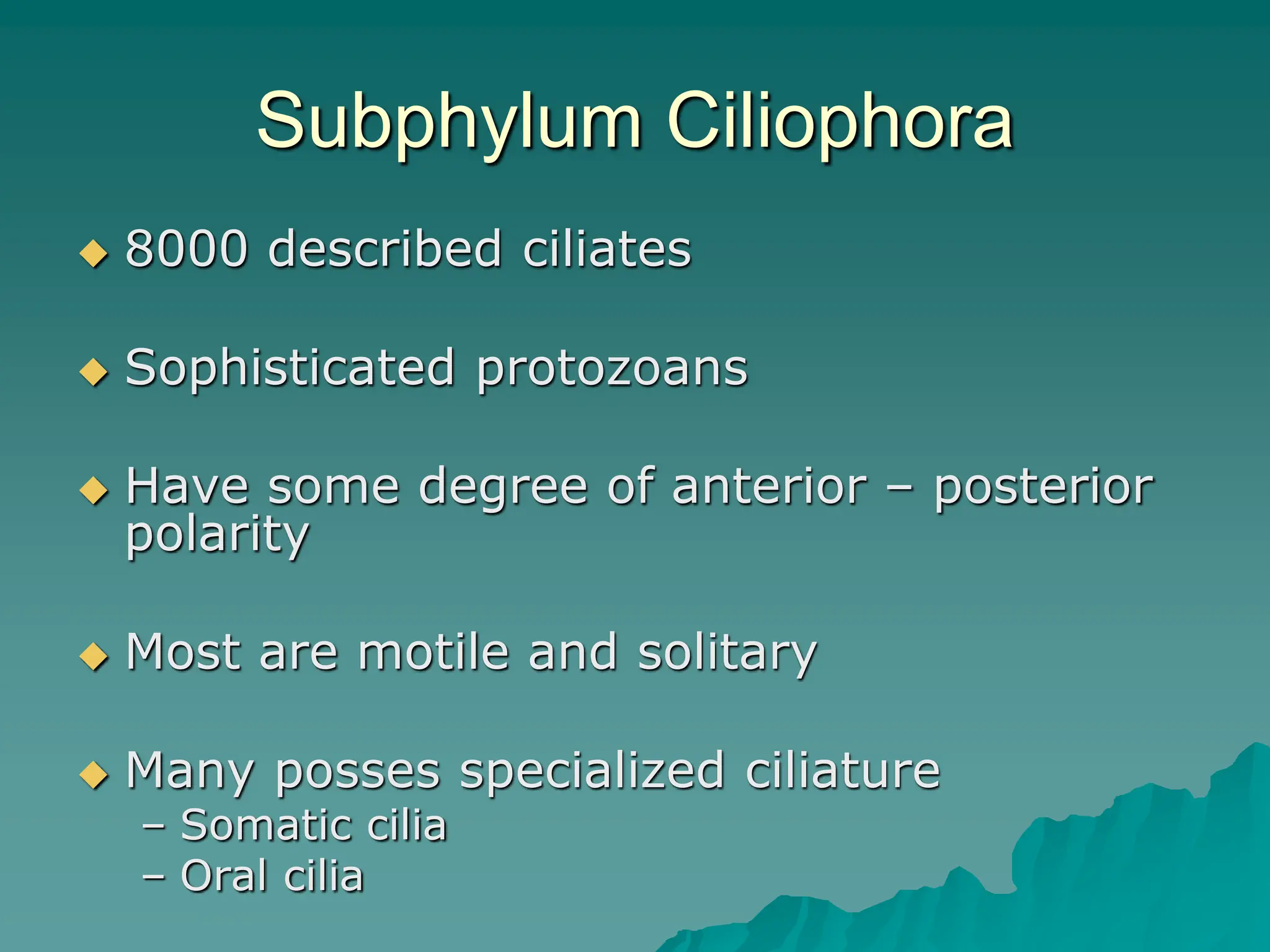 Subphylum Ciliophora
 8000 described ciliates
 Sophisticated protozoans
 Have some degree of anterior – posterior
polarity
 Most are motile and solitary
 Many posses specialized ciliature
– Somatic cilia
– Oral cilia
 