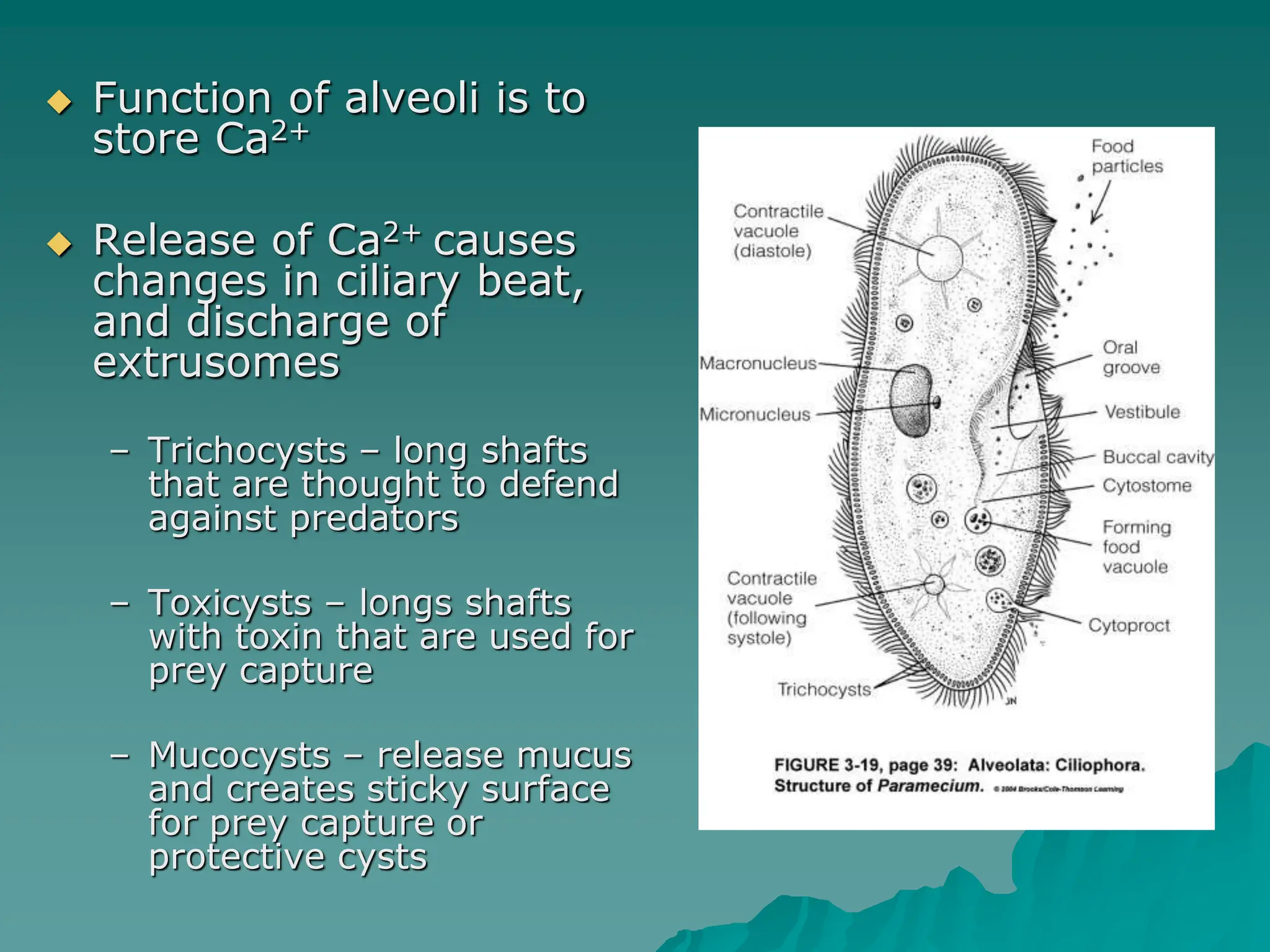  Function of alveoli is to
store Ca2+
 Release of Ca2+ causes
changes in ciliary beat,
and discharge of
extrusomes
– Trichocysts – long shafts
that are thought to defend
against predators
– Toxicysts – longs shafts
with toxin that are used for
prey capture
– Mucocysts – release mucus
and creates sticky surface
for prey capture or
protective cysts
 