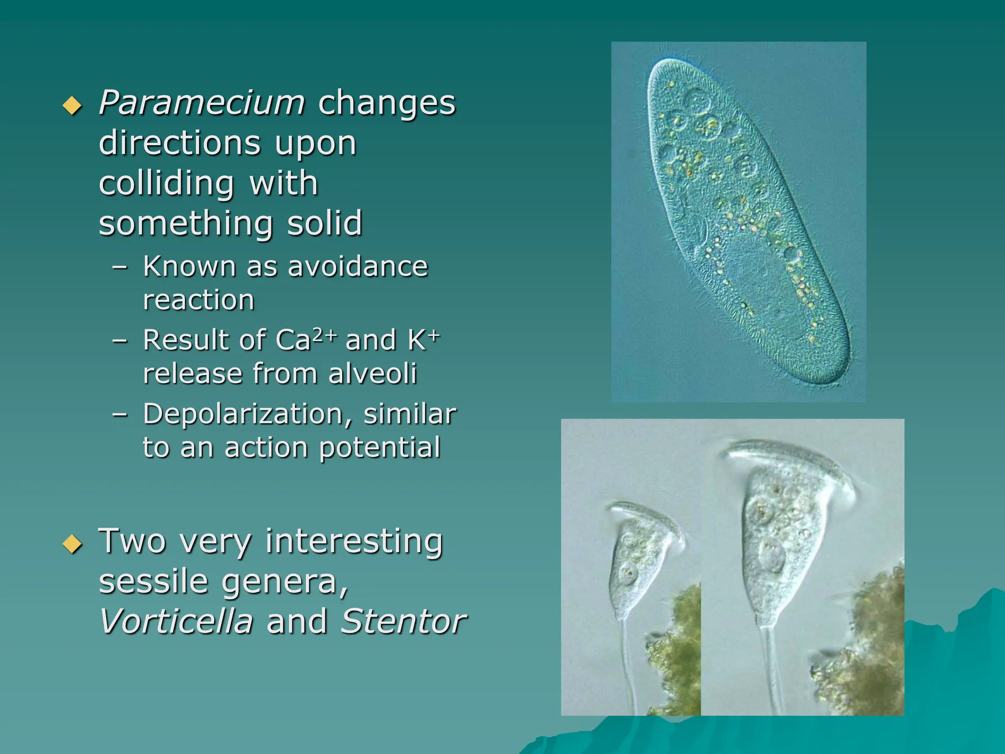  Paramecium changes
directions upon
colliding with
something solid
– Known as avoidance
reaction
– Result of Ca2+ and K+
release from alveoli
– Depolarization, similar
to an action potential
 Two very interesting
sessile genera,
Vorticella and Stentor
 