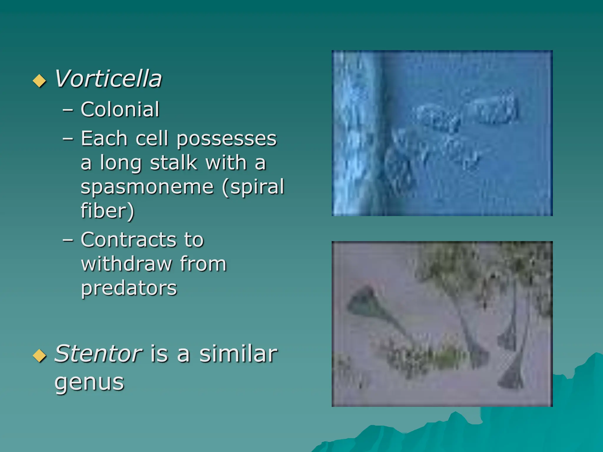  Vorticella
– Colonial
– Each cell possesses
a long stalk with a
spasmoneme (spiral
fiber)
– Contracts to
withdraw from
predators
 Stentor is a similar
genus
 
