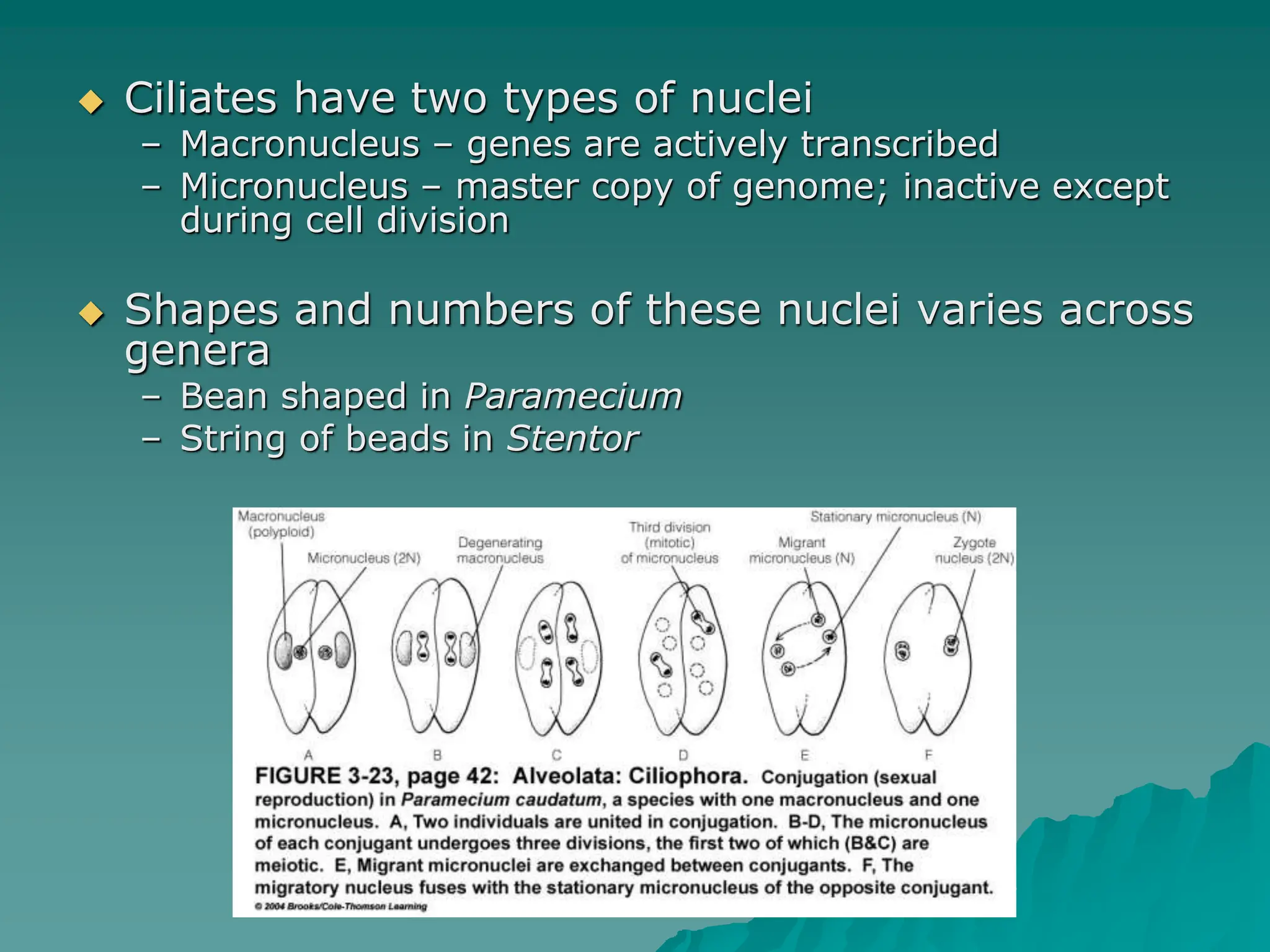  Ciliates have two types of nuclei
– Macronucleus – genes are actively transcribed
– Micronucleus – master copy of genome; inactive except
during cell division
 Shapes and numbers of these nuclei varies across
genera
– Bean shaped in Paramecium
– String of beads in Stentor
 