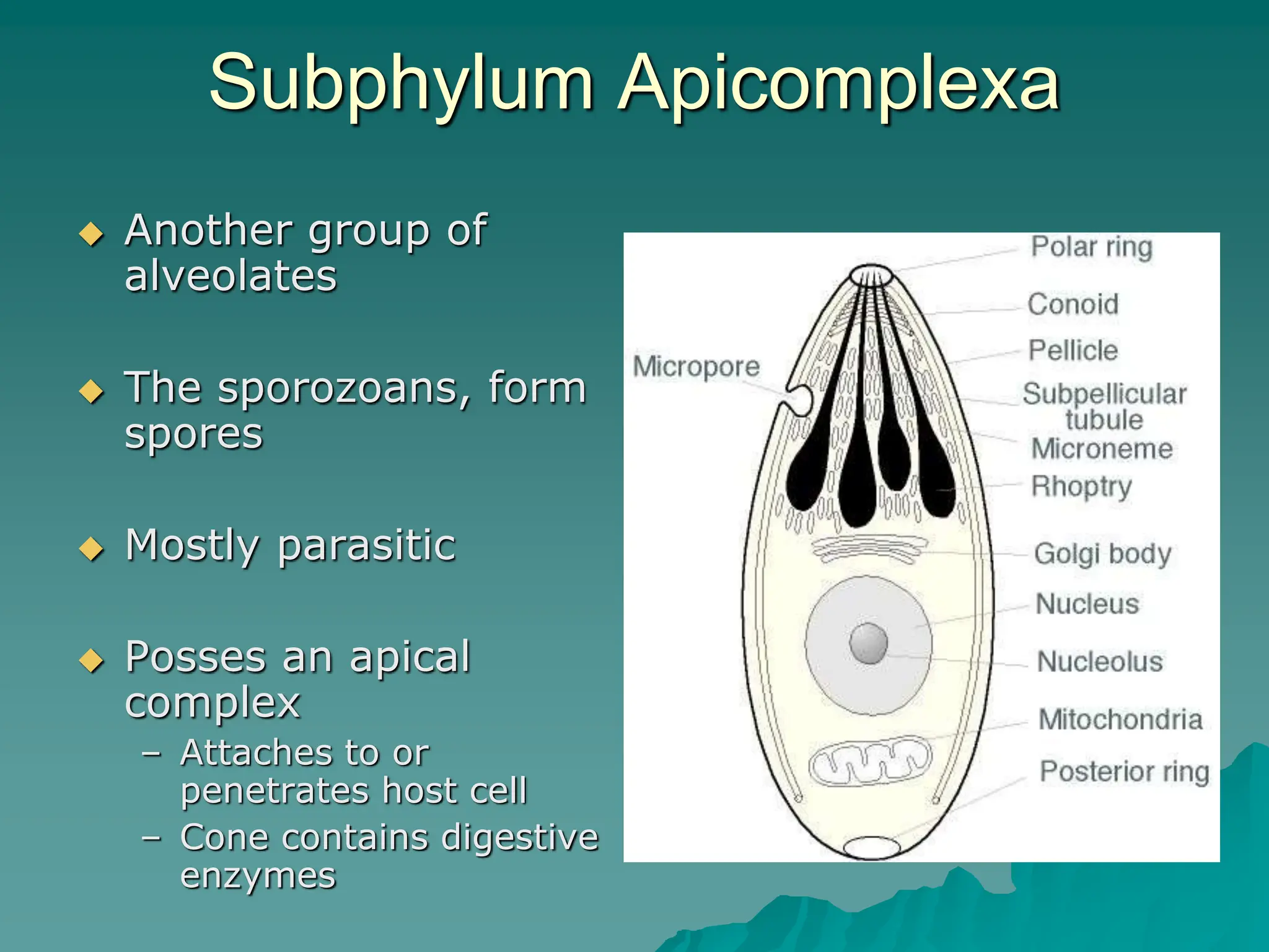 Another group of
alveolates
 The sporozoans, form
spores
 Mostly parasitic
 Posses an apical
complex
– Attaches to or
penetrates host cell
– Cone contains digestive
enzymes
Subphylum Apicomplexa
 
