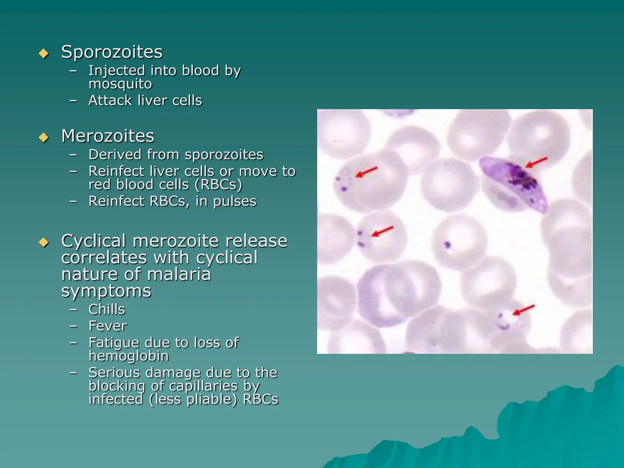  Sporozoites
– Injected into blood by
mosquito
– Attack liver cells
 Merozoites
– Derived from sporozoites
– Reinfect liver cells or move to
red blood cells (RBCs)
– Reinfect RBCs, in pulses
 Cyclical merozoite release
correlates with cyclical
nature of malaria
symptoms
– Chills
– Fever
– Fatigue due to loss of
hemoglobin
– Serious damage due to the
blocking of capillaries by
infected (less pliable) RBCs
 