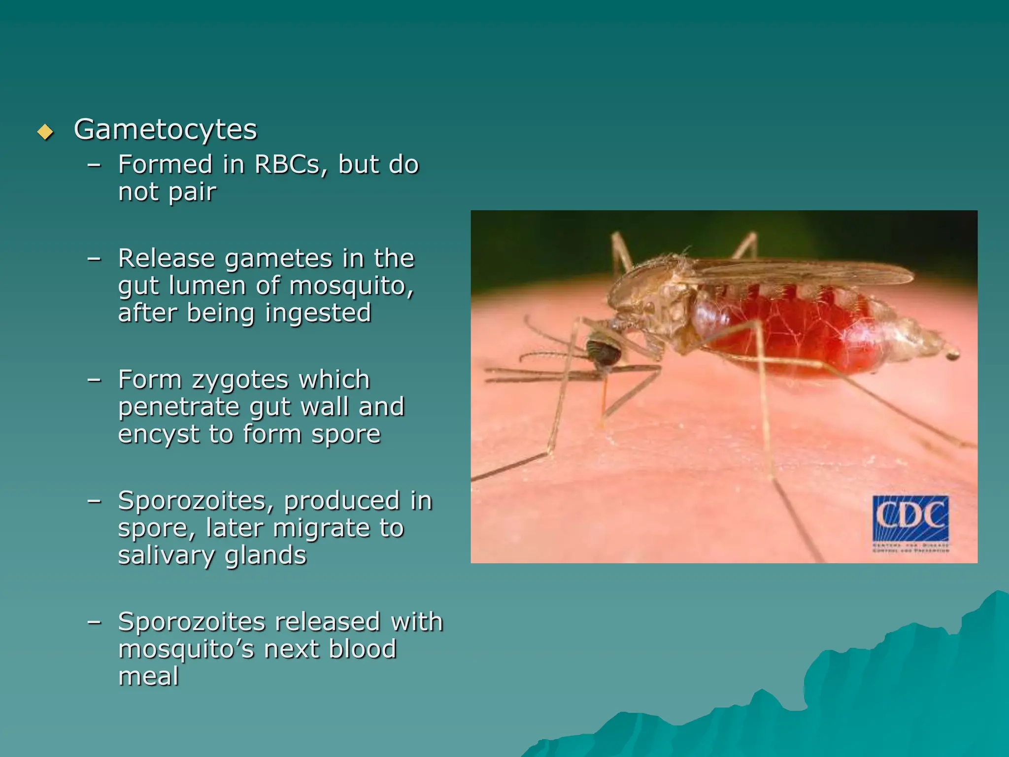  Gametocytes
– Formed in RBCs, but do
not pair
– Release gametes in the
gut lumen of mosquito,
after being ingested
– Form zygotes which
penetrate gut wall and
encyst to form spore
– Sporozoites, produced in
spore, later migrate to
salivary glands
– Sporozoites released with
mosquito’s next blood
meal
 