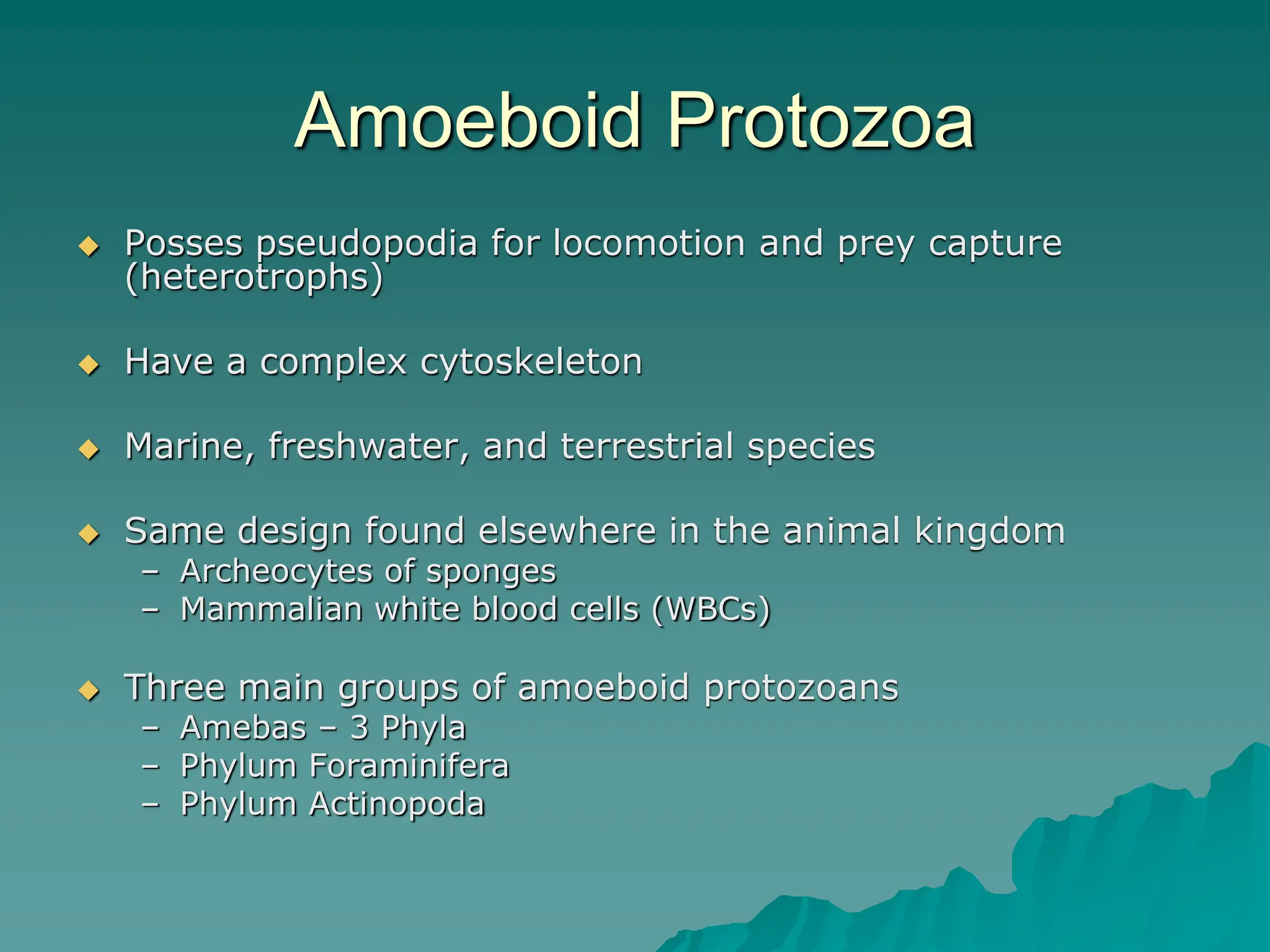 Amoeboid Protozoa
 Posses pseudopodia for locomotion and prey capture
(heterotrophs)
 Have a complex cytoskeleton
 Marine, freshwater, and terrestrial species
 Same design found elsewhere in the animal kingdom
– Archeocytes of sponges
– Mammalian white blood cells (WBCs)
 Three main groups of amoeboid protozoans
– Amebas – 3 Phyla
– Phylum Foraminifera
– Phylum Actinopoda
 