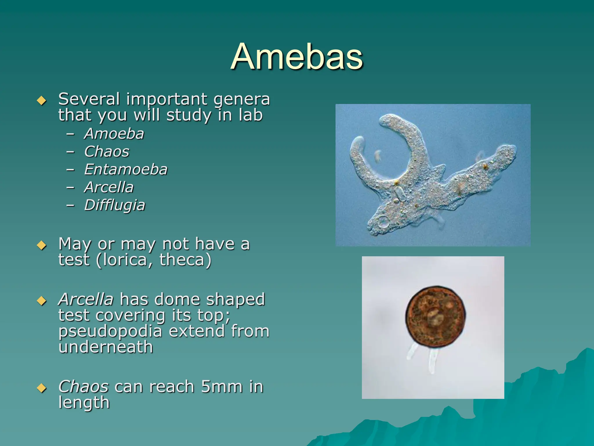 Amebas
 Several important genera
that you will study in lab
– Amoeba
– Chaos
– Entamoeba
– Arcella
– Difflugia
 May or may not have a
test (lorica, theca)
 Arcella has dome shaped
test covering its top;
pseudopodia extend from
underneath
 Chaos can reach 5mm in
length
 