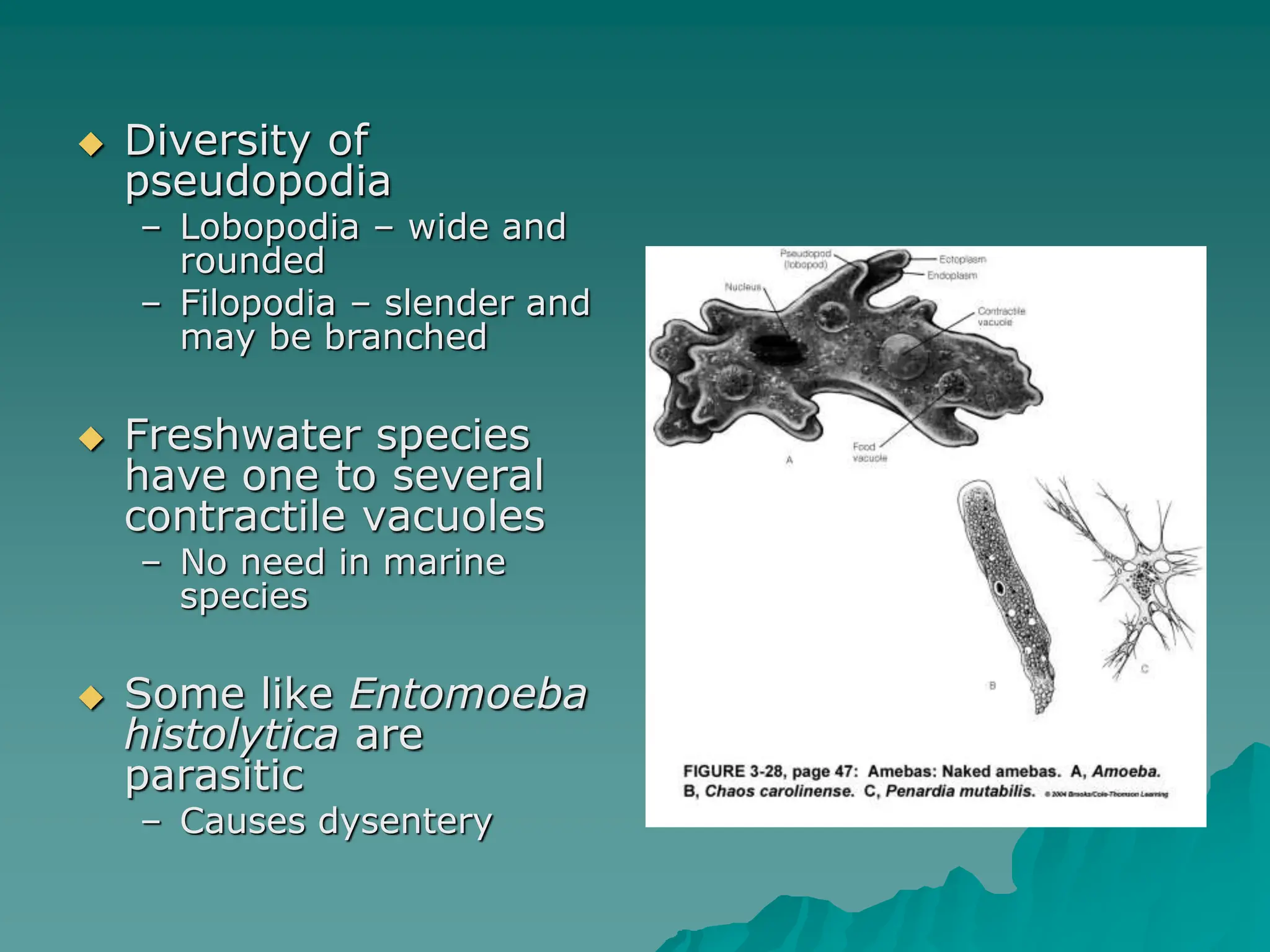  Diversity of
pseudopodia
– Lobopodia – wide and
rounded
– Filopodia – slender and
may be branched
 Freshwater species
have one to several
contractile vacuoles
– No need in marine
species
 Some like Entomoeba
histolytica are
parasitic
– Causes dysentery
 