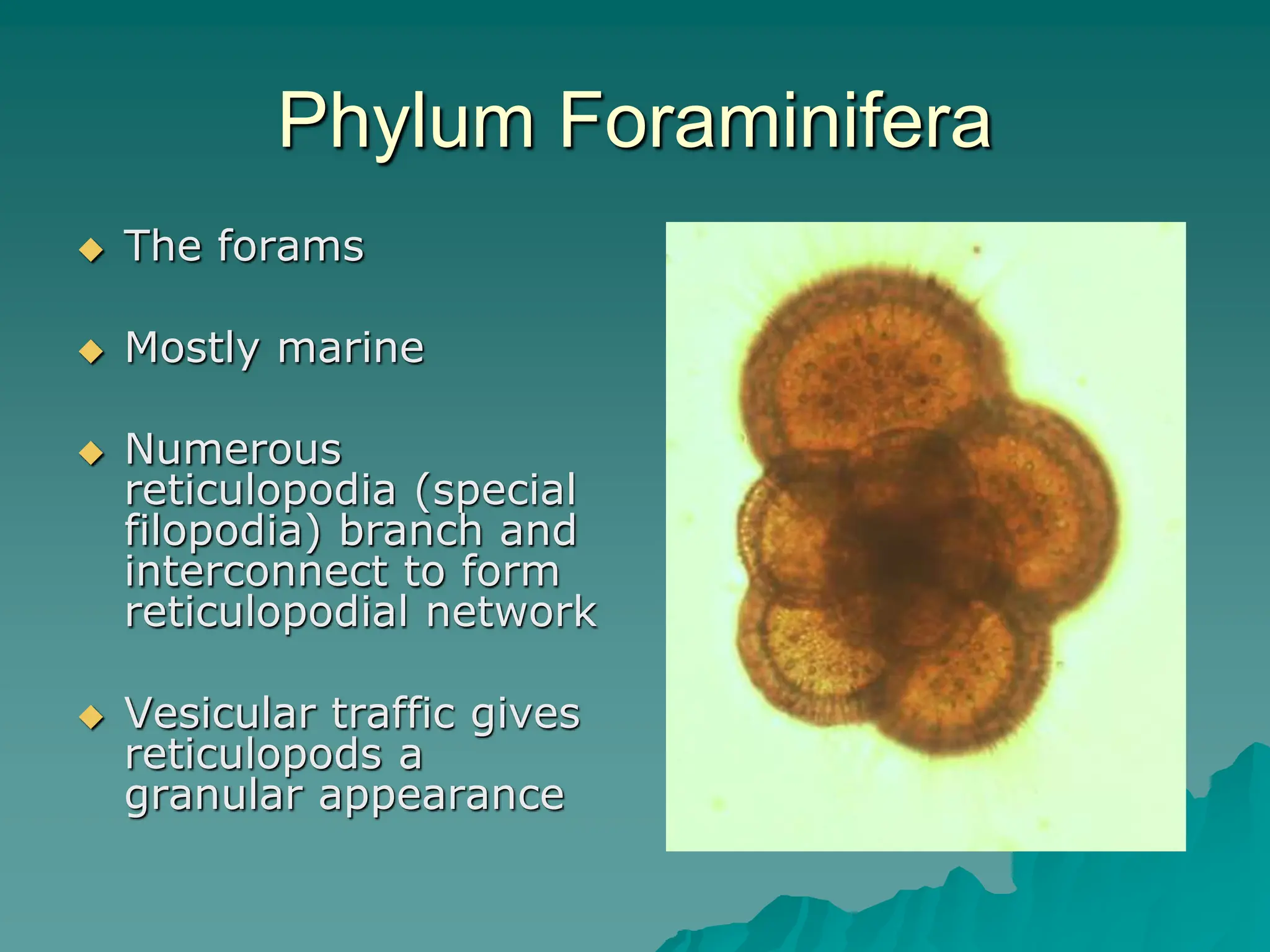 Phylum Foraminifera
 The forams
 Mostly marine
 Numerous
reticulopodia (special
filopodia) branch and
interconnect to form
reticulopodial network
 Vesicular traffic gives
reticulopods a
granular appearance
 