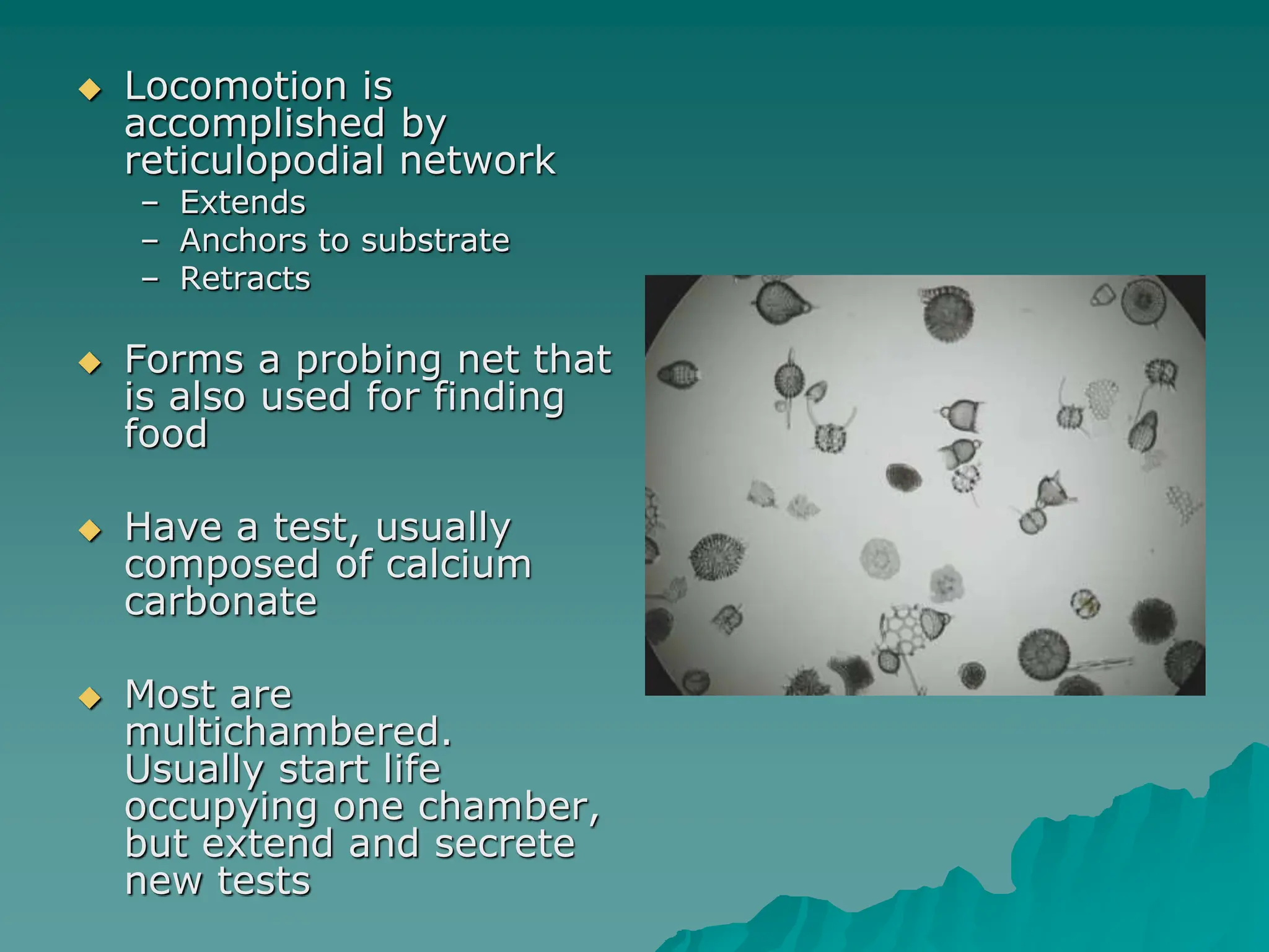  Locomotion is
accomplished by
reticulopodial network
– Extends
– Anchors to substrate
– Retracts
 Forms a probing net that
is also used for finding
food
 Have a test, usually
composed of calcium
carbonate
 Most are
multichambered.
Usually start life
occupying one chamber,
but extend and secrete
new tests
 