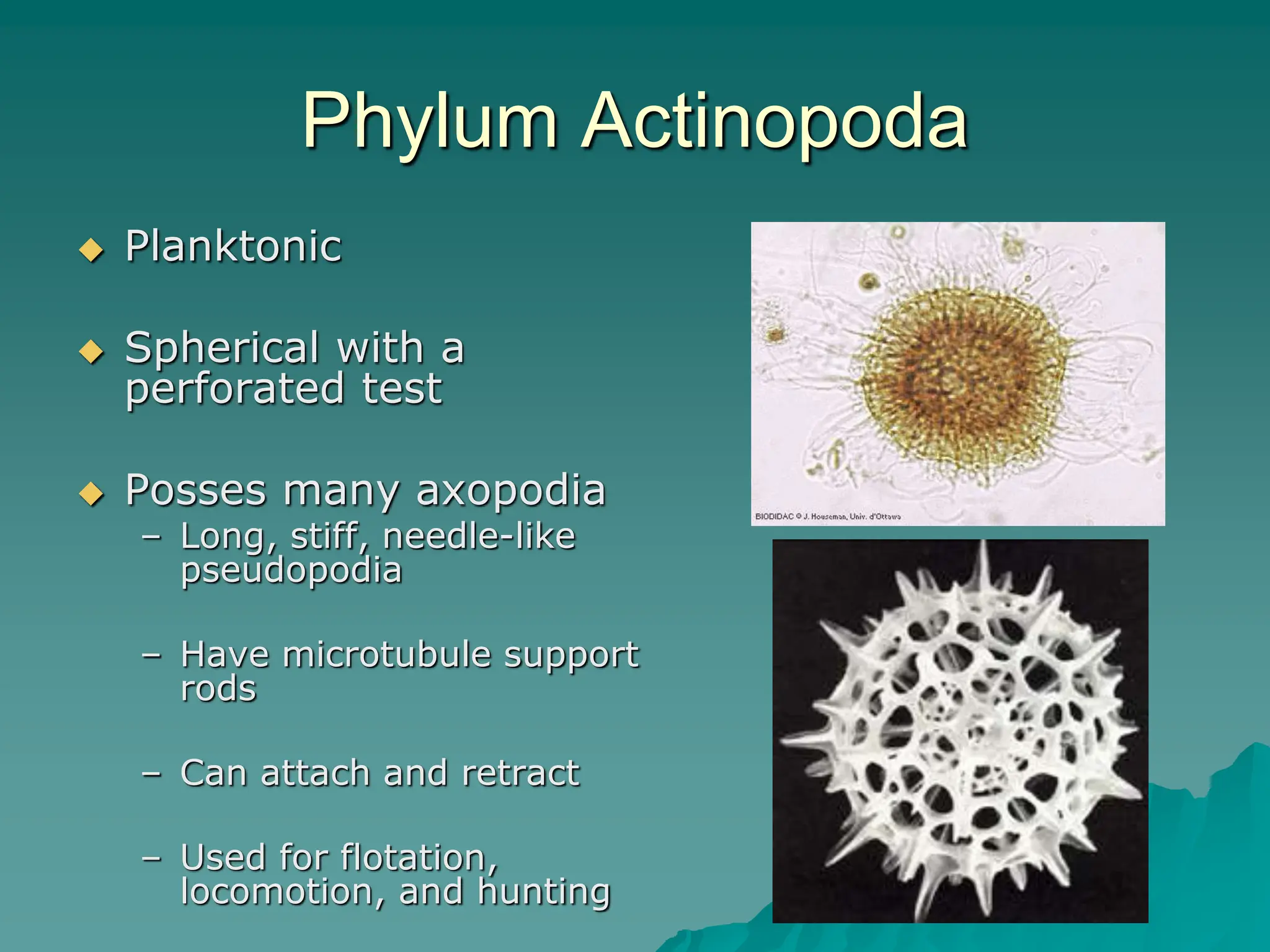 Phylum Actinopoda
 Planktonic
 Spherical with a
perforated test
 Posses many axopodia
– Long, stiff, needle-like
pseudopodia
– Have microtubule support
rods
– Can attach and retract
– Used for flotation,
locomotion, and hunting
 