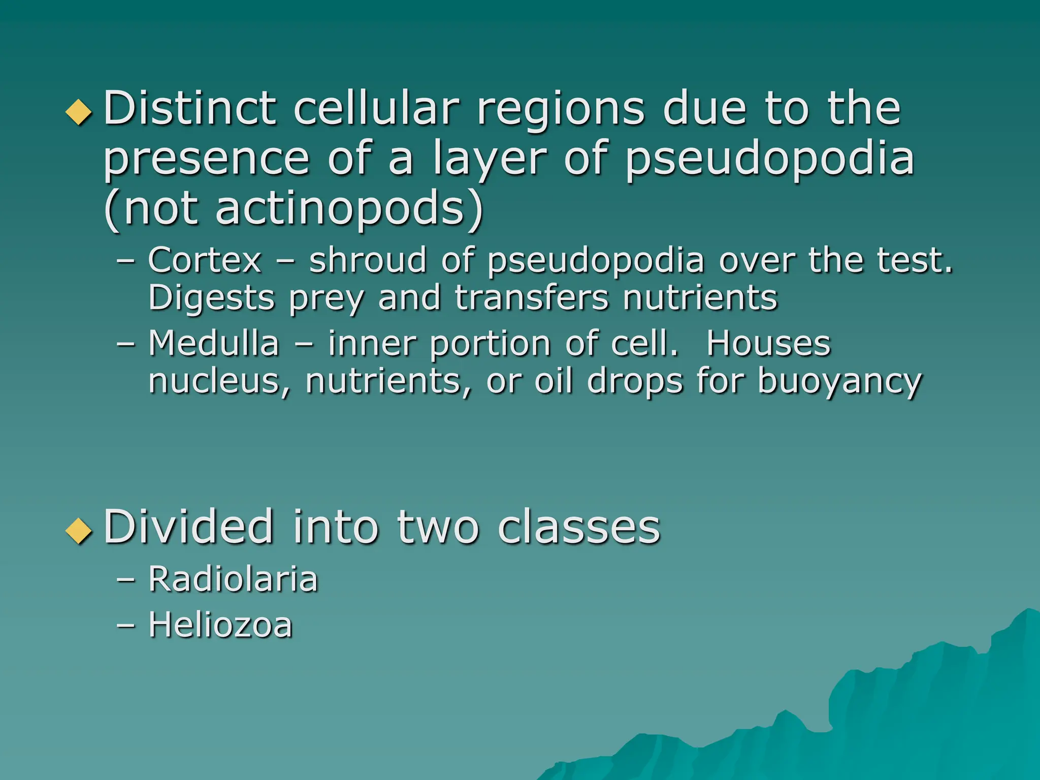  Distinct cellular regions due to the
presence of a layer of pseudopodia
(not actinopods)
– Cortex – shroud of pseudopodia over the test.
Digests prey and transfers nutrients
– Medulla – inner portion of cell. Houses
nucleus, nutrients, or oil drops for buoyancy
 Divided into two classes
– Radiolaria
– Heliozoa
 