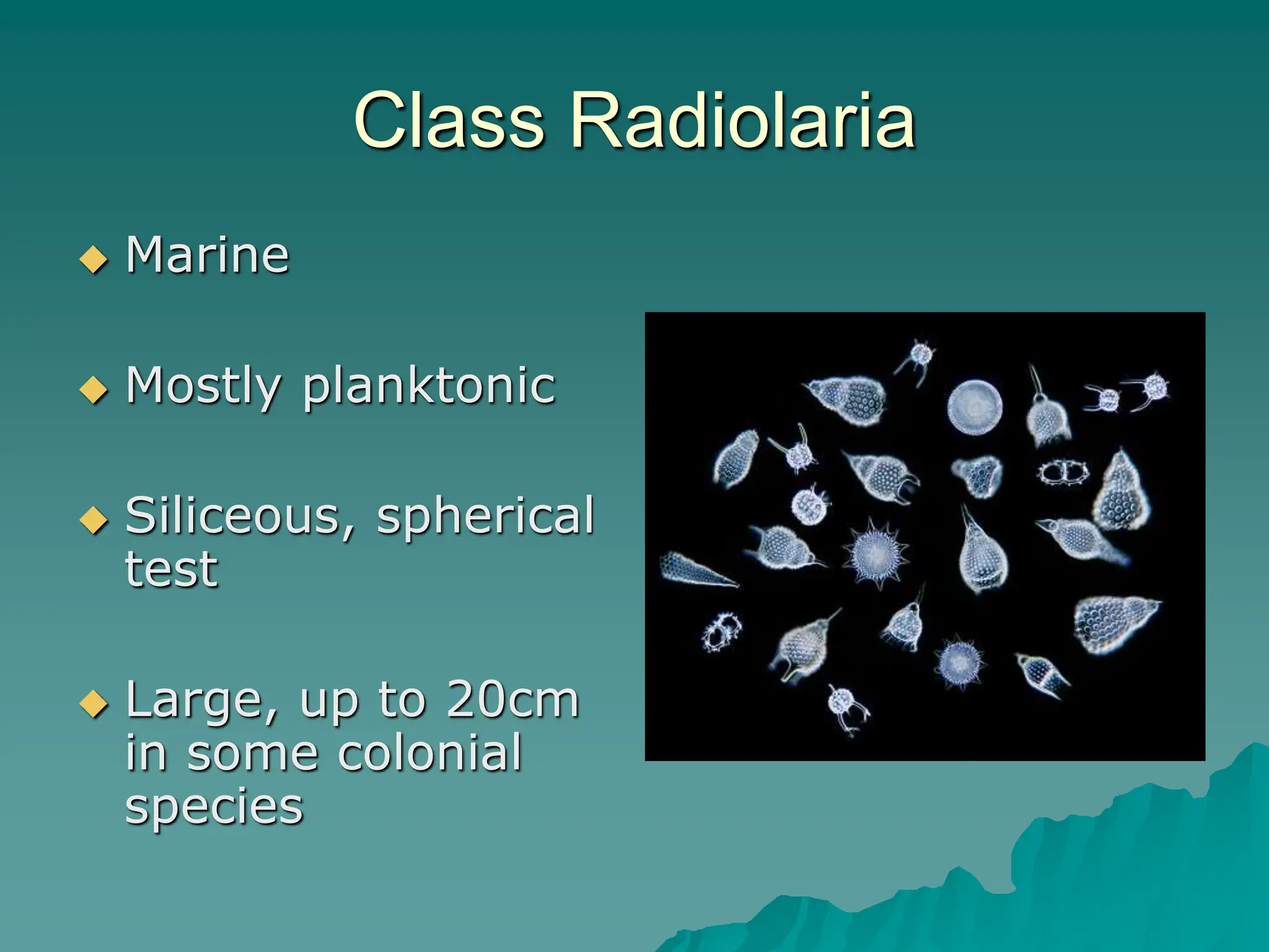Class Radiolaria
 Marine
 Mostly planktonic
 Siliceous, spherical
test
 Large, up to 20cm
in some colonial
species
 