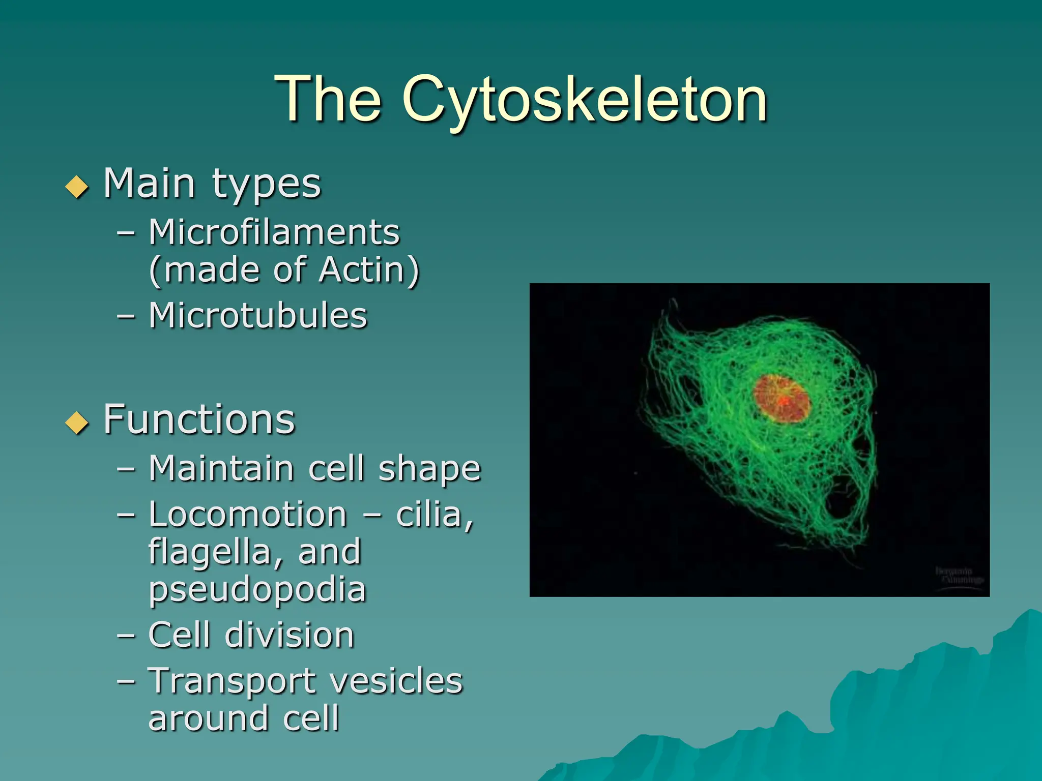 The Cytoskeleton
 Main types
– Microfilaments
(made of Actin)
– Microtubules
 Functions
– Maintain cell shape
– Locomotion – cilia,
flagella, and
pseudopodia
– Cell division
– Transport vesicles
around cell
 