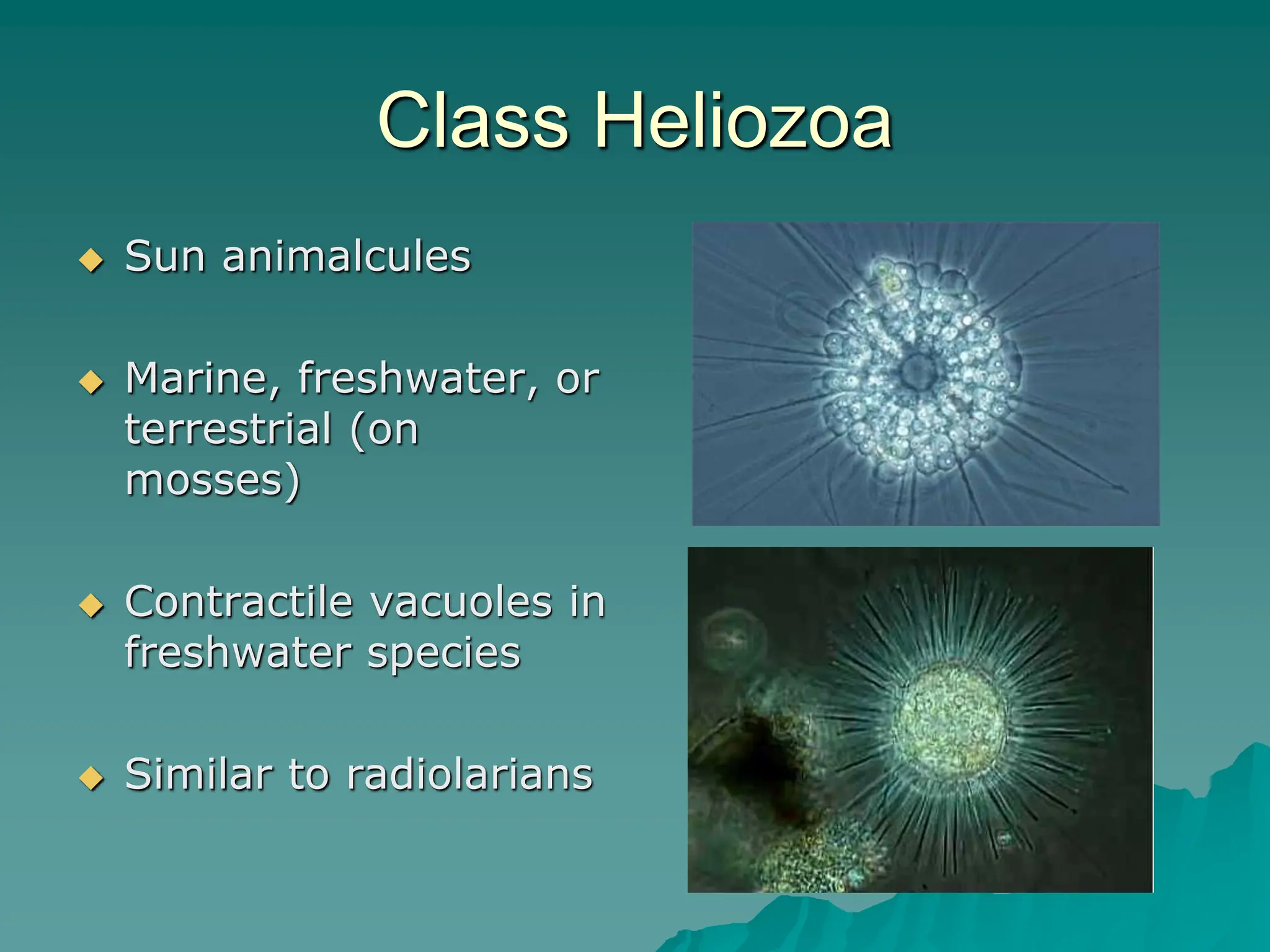 Class Heliozoa
 Sun animalcules
 Marine, freshwater, or
terrestrial (on
mosses)
 Contractile vacuoles in
freshwater species
 Similar to radiolarians
 