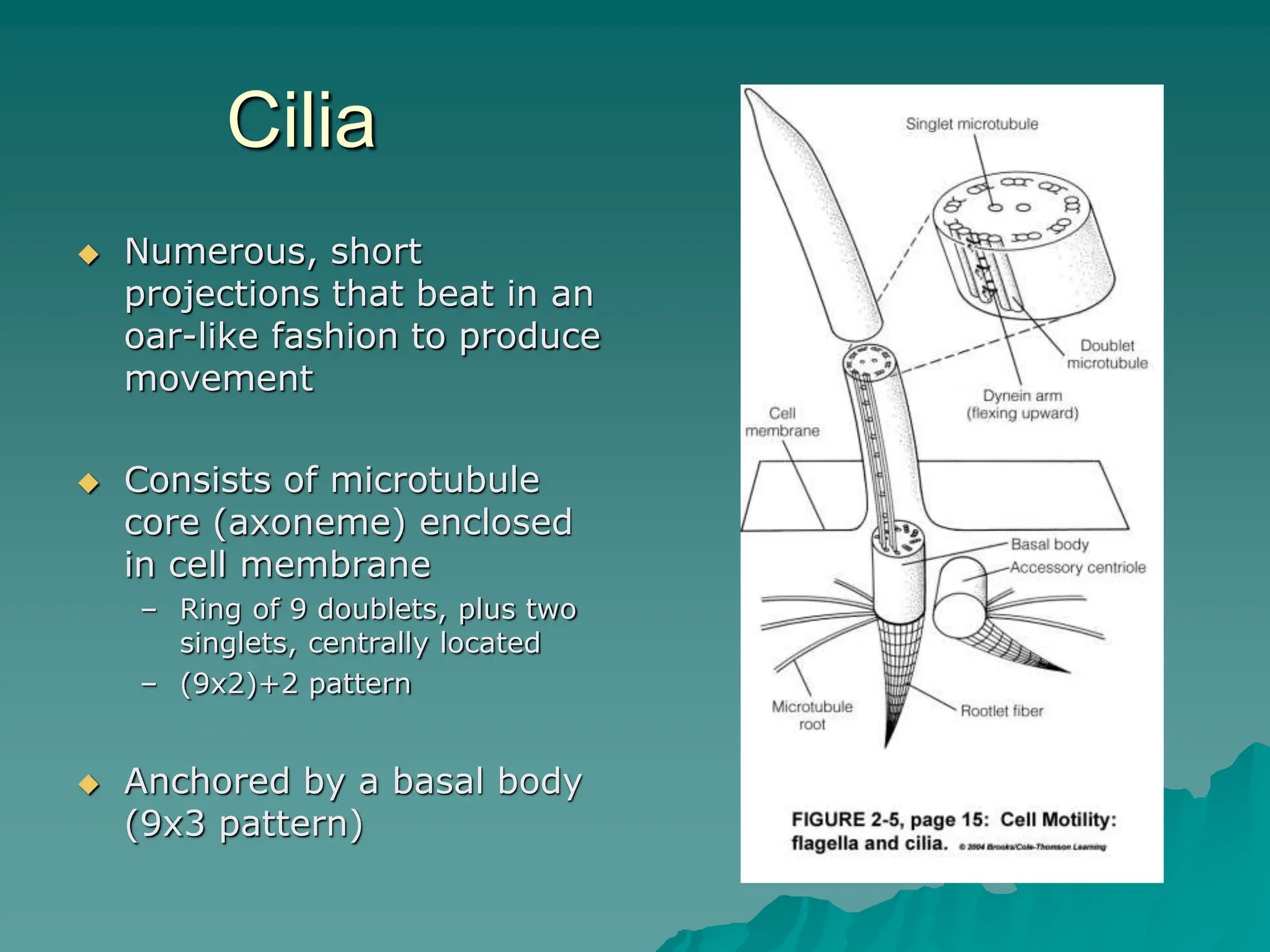 Cilia
 Numerous, short
projections that beat in an
oar-like fashion to produce
movement
 Consists of microtubule
core (axoneme) enclosed
in cell membrane
– Ring of 9 doublets, plus two
singlets, centrally located
– (9x2)+2 pattern
 Anchored by a basal body
(9x3 pattern)
 