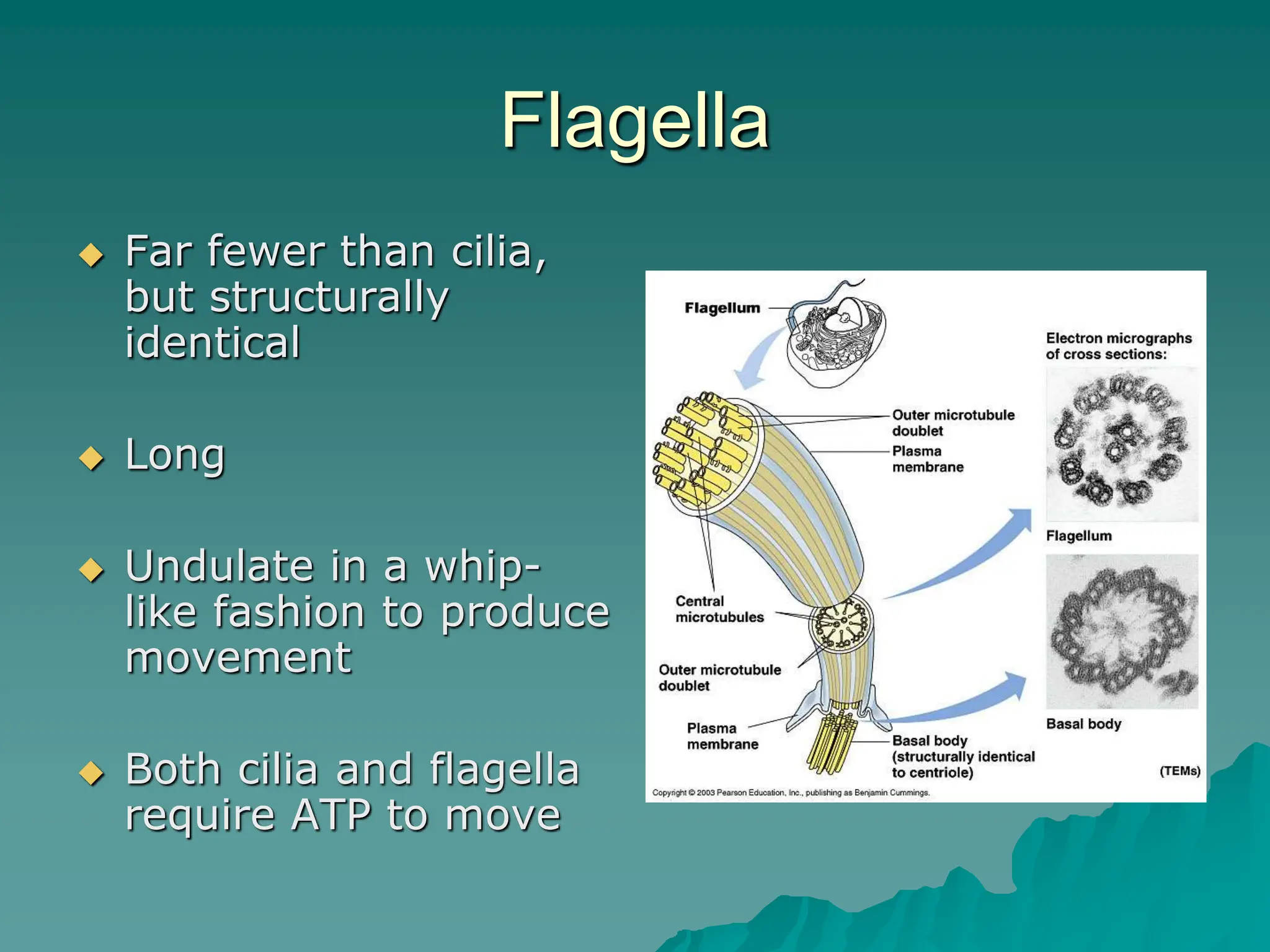 Flagella
 Far fewer than cilia,
but structurally
identical
 Long
 Undulate in a whip-
like fashion to produce
movement
 Both cilia and flagella
require ATP to move
 