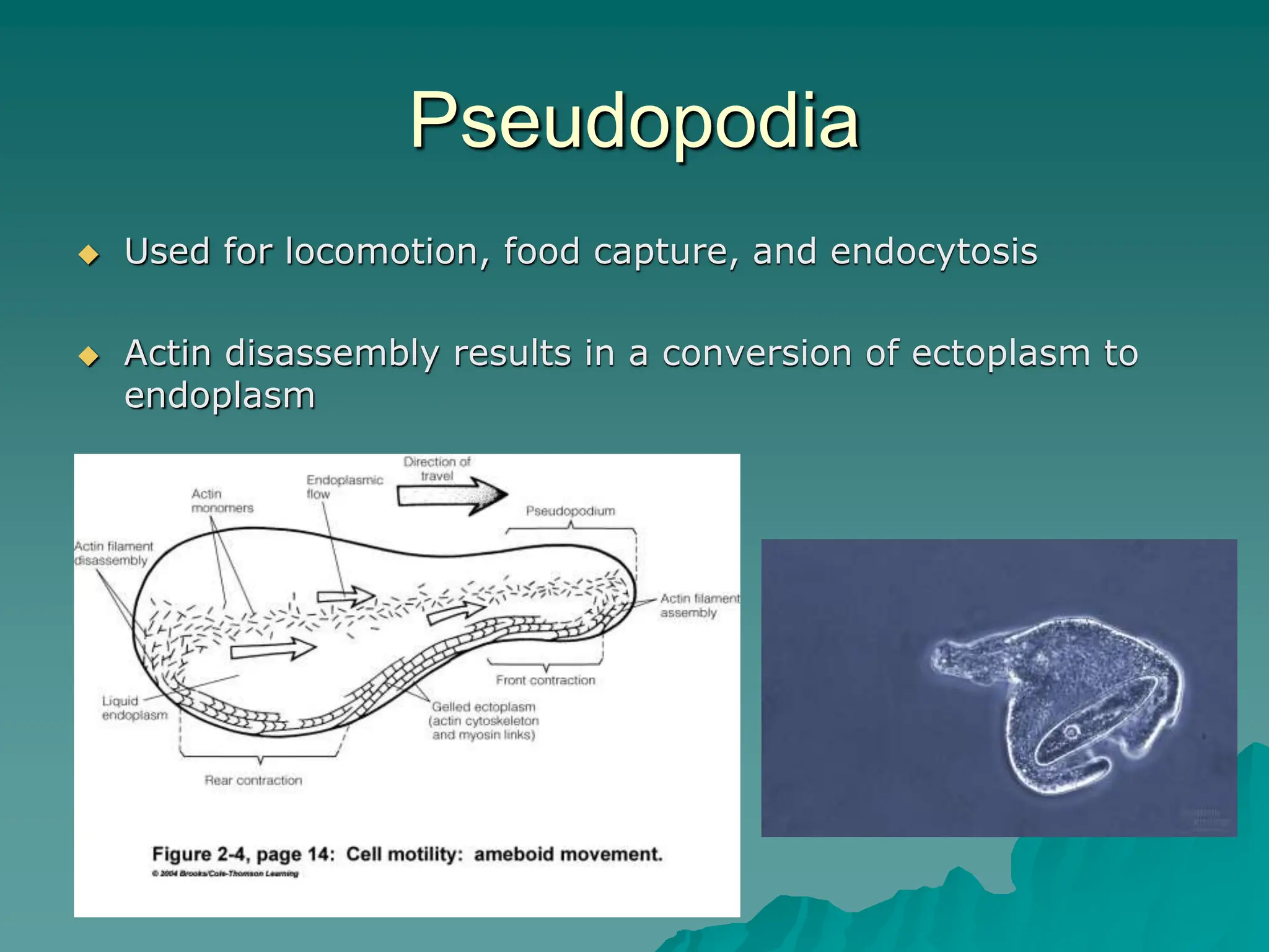 Pseudopodia
 Used for locomotion, food capture, and endocytosis
 Actin disassembly results in a conversion of ectoplasm to
endoplasm
 