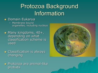 Protozoa Background
Information
 Domain Eukarya
– Membrane bound
organelles, including nucleus
 Many kingdoms, 40+,
depending on what
classification scheme is
used
 Classification is always
changing
 Protozoa are animal-like
protists
 