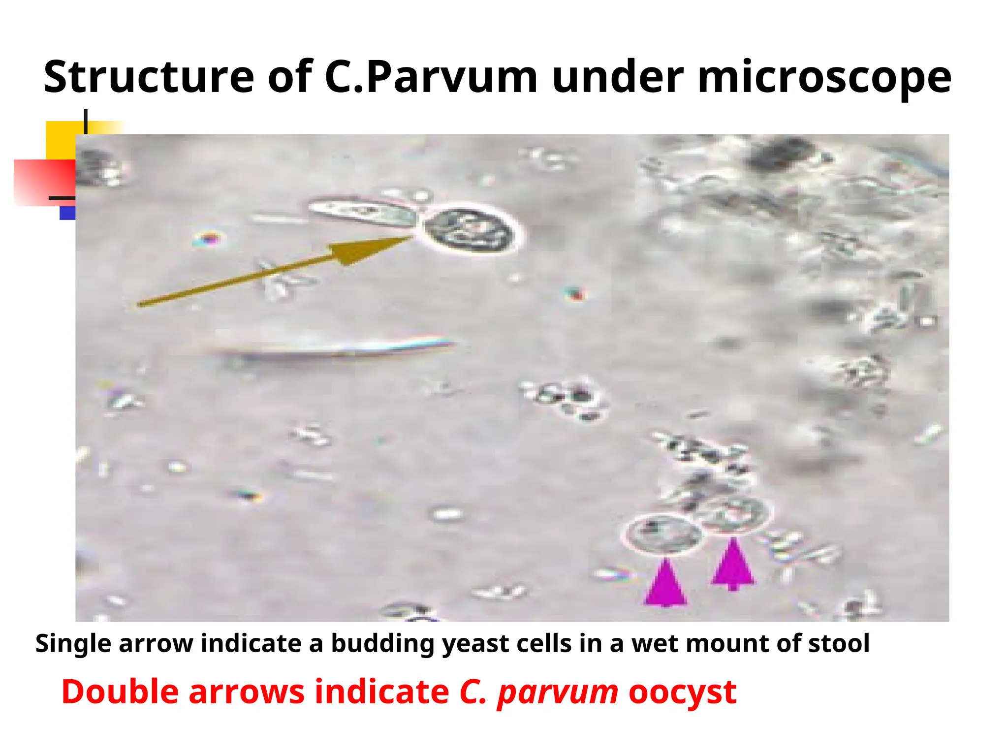 Protozoa Lecture Notes.ppt presentation PPT