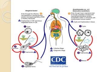 Hallu R Protozoal infections Central nervous System Hallur | PPTX