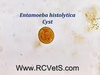 Entamoeba histolytica
Cyst

Www.RCVetS.com

 