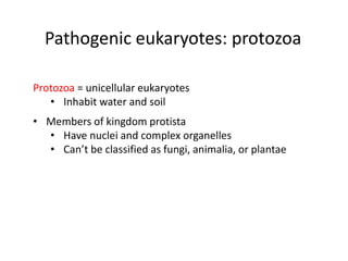 Pathogenic eukaryotes: protozoa
Protozoa = unicellular eukaryotes
• Inhabit water and soil
• Members of kingdom protista
• Have nuclei and complex organelles
• Can’t be classified as fungi, animalia, or plantae
 