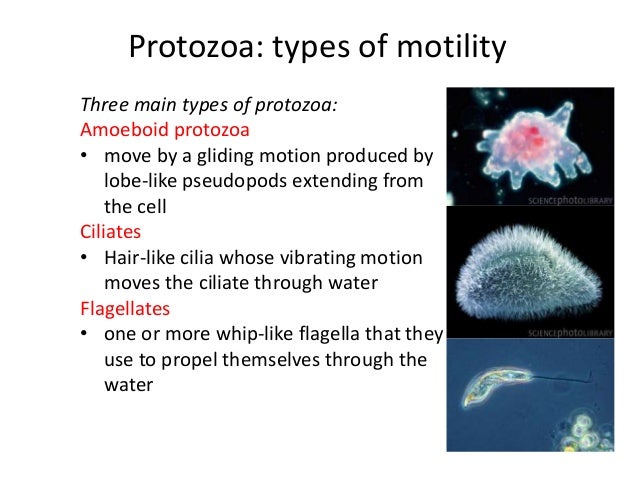 7 - Protozoal Pathogens