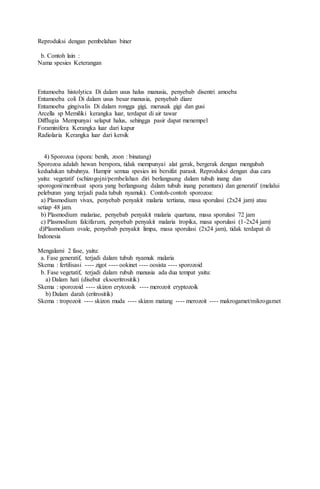 Reproduksi dengan pembelahan biner
b. Contoh lain :
Nama spesies Keterangan
Entamoeba histolytica Di dalam usus halus manusia, penyebab disentri amoeba
Entamoeba coli Di dalam usus besar manusia, penyebab diare
Entamoeba gingivalis Di dalam rongga gigi, merusak gigi dan gusi
Arcella sp Memiliki kerangka luar, terdapat di air tawar
Difflugia Mempunyai selaput halus, sehingga pasir dapat menempel
Foraminifera Kerangka luar dari kapur
Radiolaria Kerangka luar dari kersik
4) Sporozoa (spora: benih, zoon : binatang)
Sporozoa adalah hewan berspora, tidak mempunyai alat gerak, bergerak dengan mengubah
kedudukan tubuhnya. Hampir semua spesies ini bersifat parasit. Reproduksi dengan dua cara
yaitu: vegetatif (schizogojni/pembelahan diri berlangsung dalam tubuh inang dan
sporogoni/membuat spora yang berlangsung dalam tubuh inang perantara) dan generatif (melalui
peleburan yang terjadi pada tubuh nyamuk). Contoh-contoh sporozoa:
a) Plasmodium vivax, penyebab penyakit malaria tertiana, masa sporulasi (2x24 jam) atau
setiap 48 jam.
b) Plasmodium malariae, penyebab penyakit malaria quartana, masa sporulasi 72 jam
c) Plasmodium falcifarum, penyebab penyakit malaria tropika, masa sporulasi (1-2x24 jam)
d)Plasmodium ovale, penyebab penyakit limpa, masa sporulasi (2x24 jam), tidak terdapat di
Indonesia
Mengalami 2 fase, yaitu:
a. Fase generatif, terjadi dalam tubuh nyamuk malaria
Skema : fertilisasi ---- zigot ---- ookinet ---- oosista ---- sporozoid
b. Fase vegetatif, terjadi dalam rubuh manusia ada dua tempat yaitu:
a) Dalam hati (disebut eksoeritrositik)
Skema : sporozoid ---- skizon erytozoik ---- merozoit eryptozoik
b) Dalam darah (eritrositik)
Skema : tropozoit ---- skizon muda ---- skizon matang ---- merozoit ---- makrogamet/mikrogamet
 