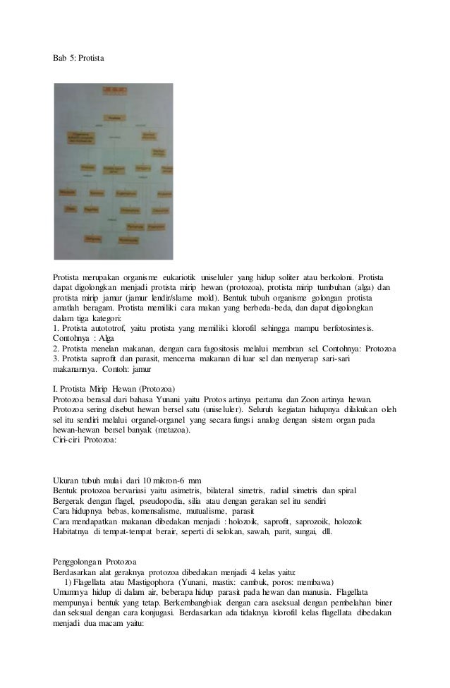 Tumbuhan Bersel Banyak Disebut Protozoa mirip hewan