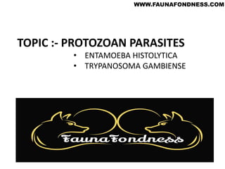 TOPIC :- PROTOZOAN PARASITES
• ENTAMOEBA HISTOLYTICA
• TRYPANOSOMA GAMBIENSE
WWW.FAUNAFONDNESS.COM
 