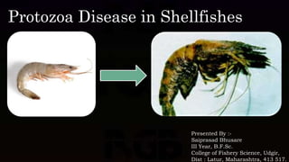 Presented By :-
Saiprasad Bhusare
III Year, B.F.Sc.
College of Fishery Science, Udgir,
Dist : Latur, Maharashtra, 413 517.
Protozoa Disease in Shellfishes
 