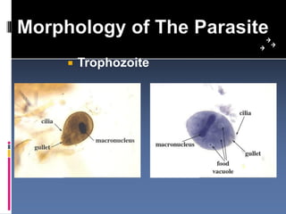 Protozoan Insecticide Protozoan parasites | PDF